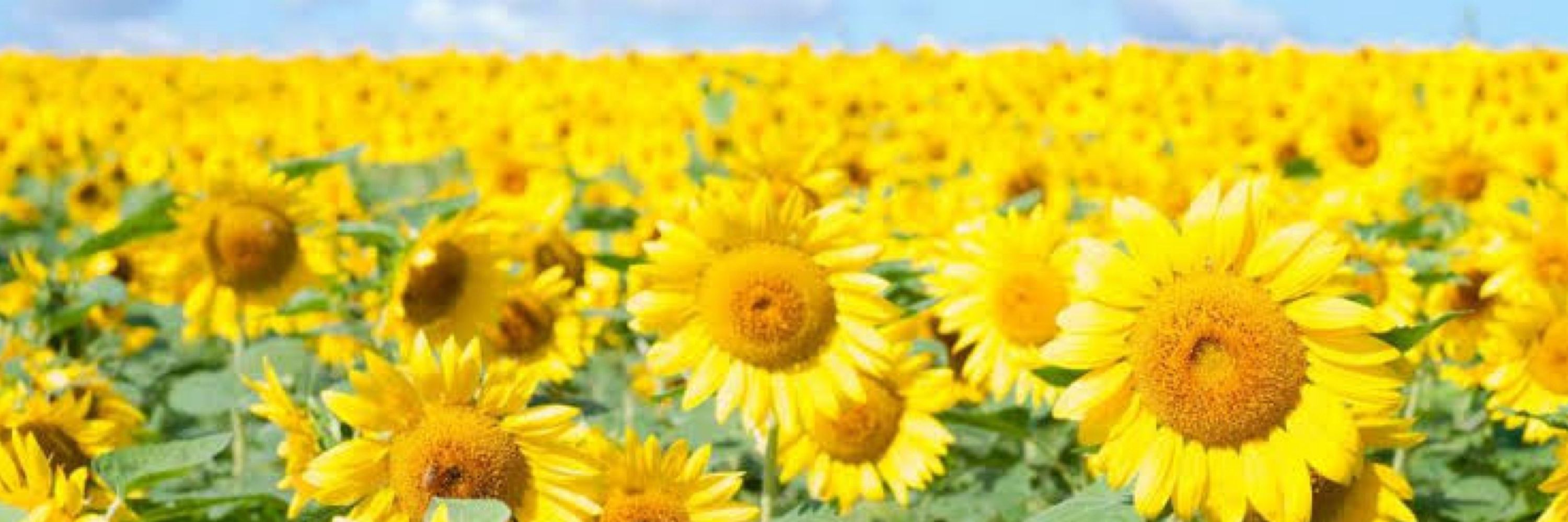 みほ🌼sunflower名古屋🌼