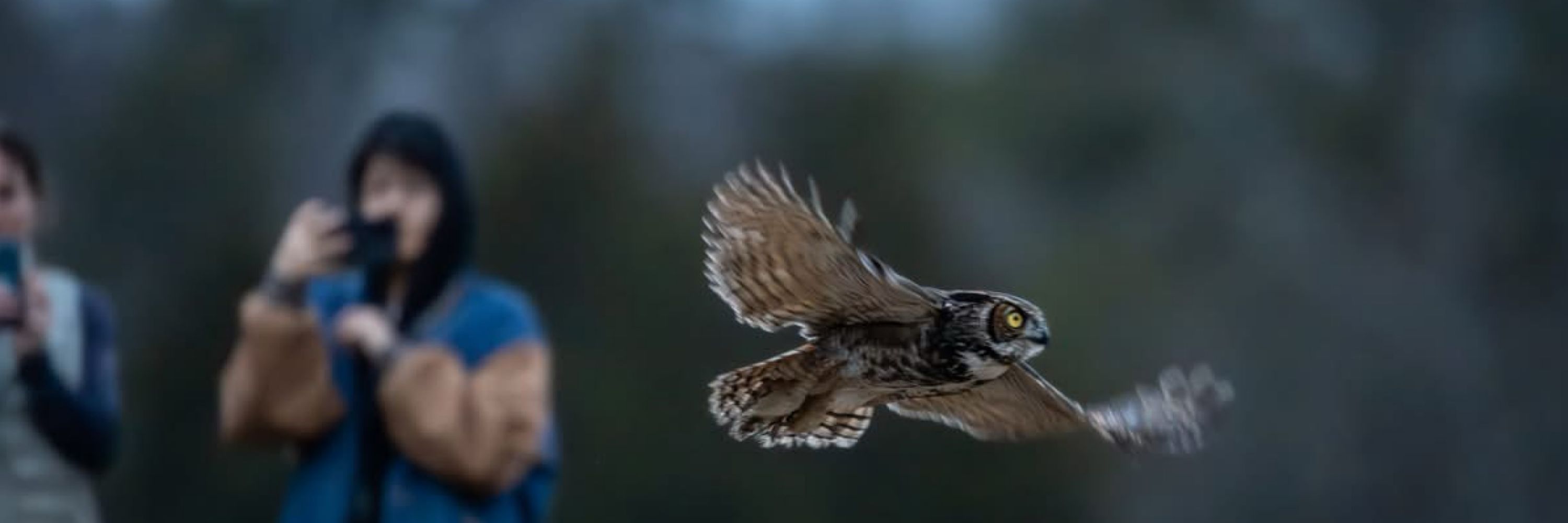 Blue Ridge Wildlife Center