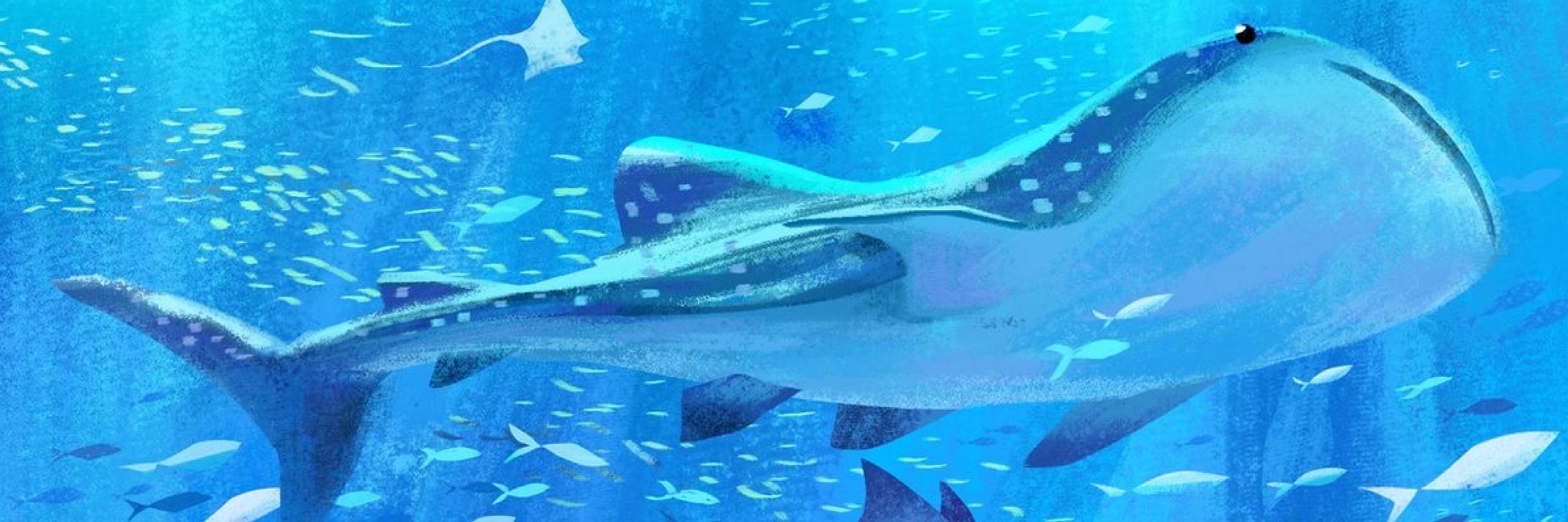 🦈
