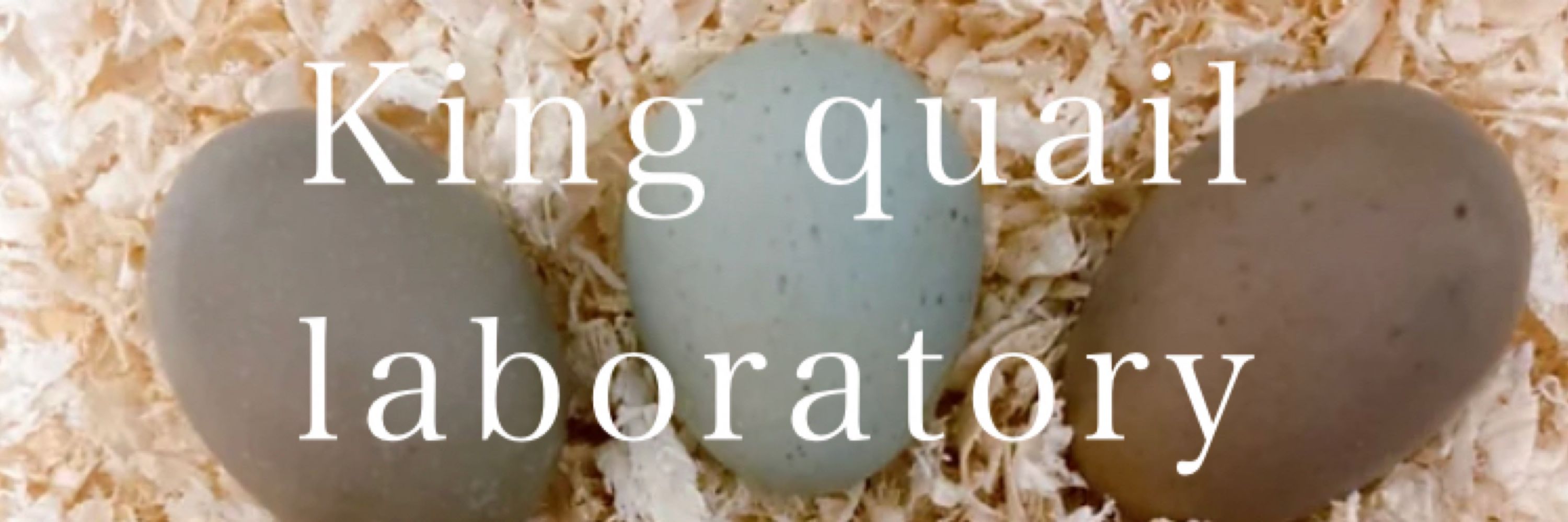 ひめうずら研究室 King quail laboratory