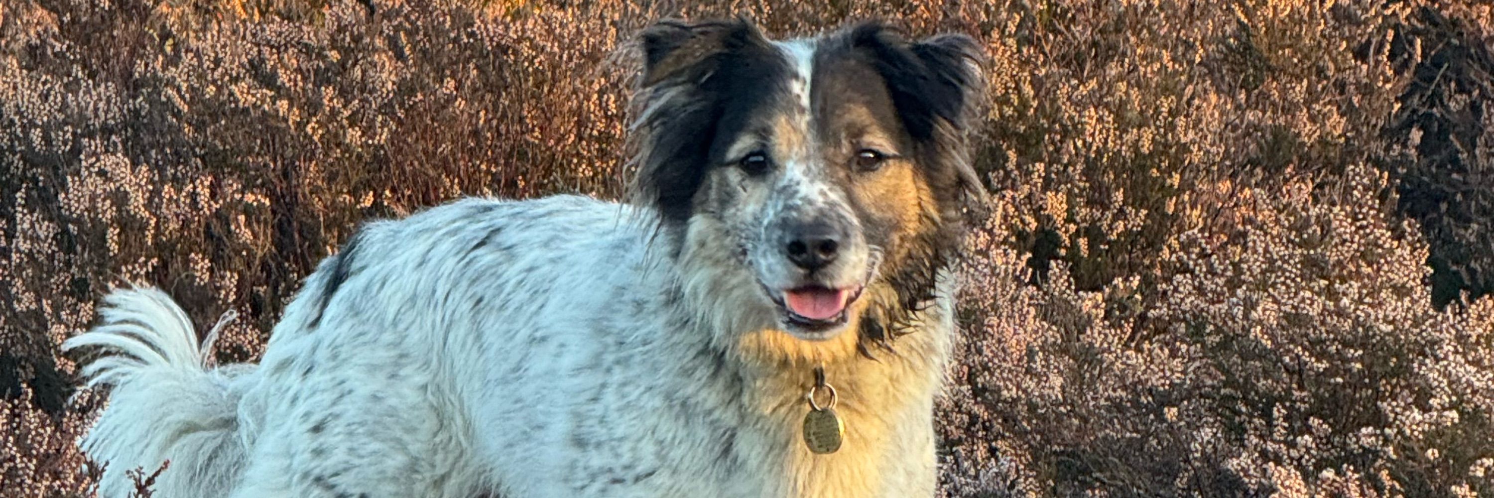Fiona