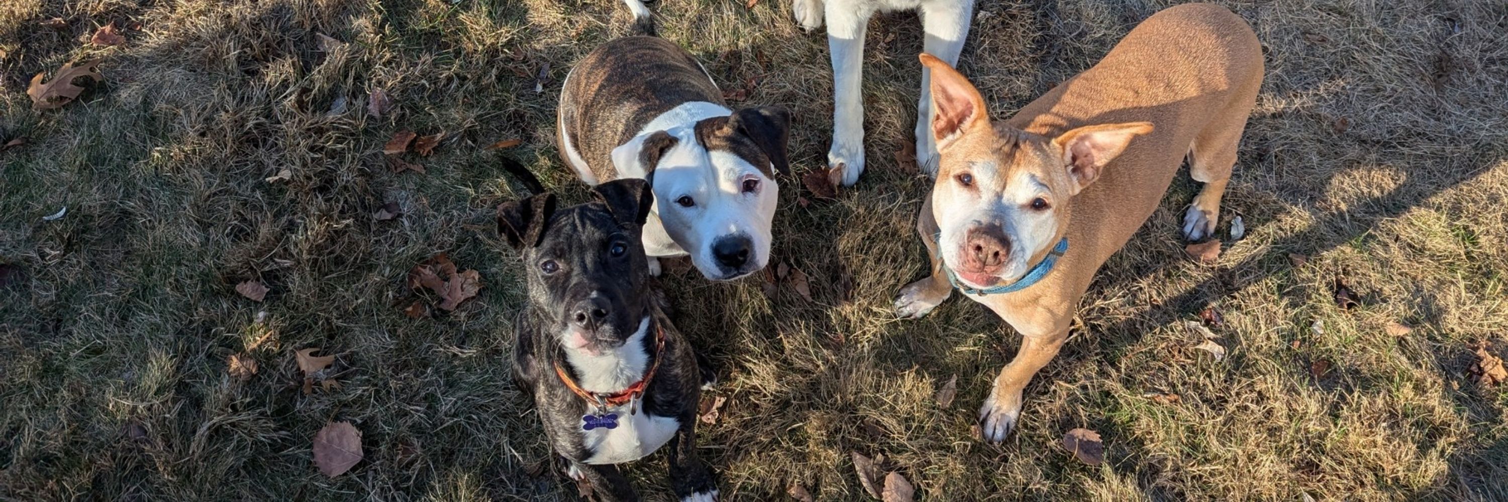 Arielthebrindle