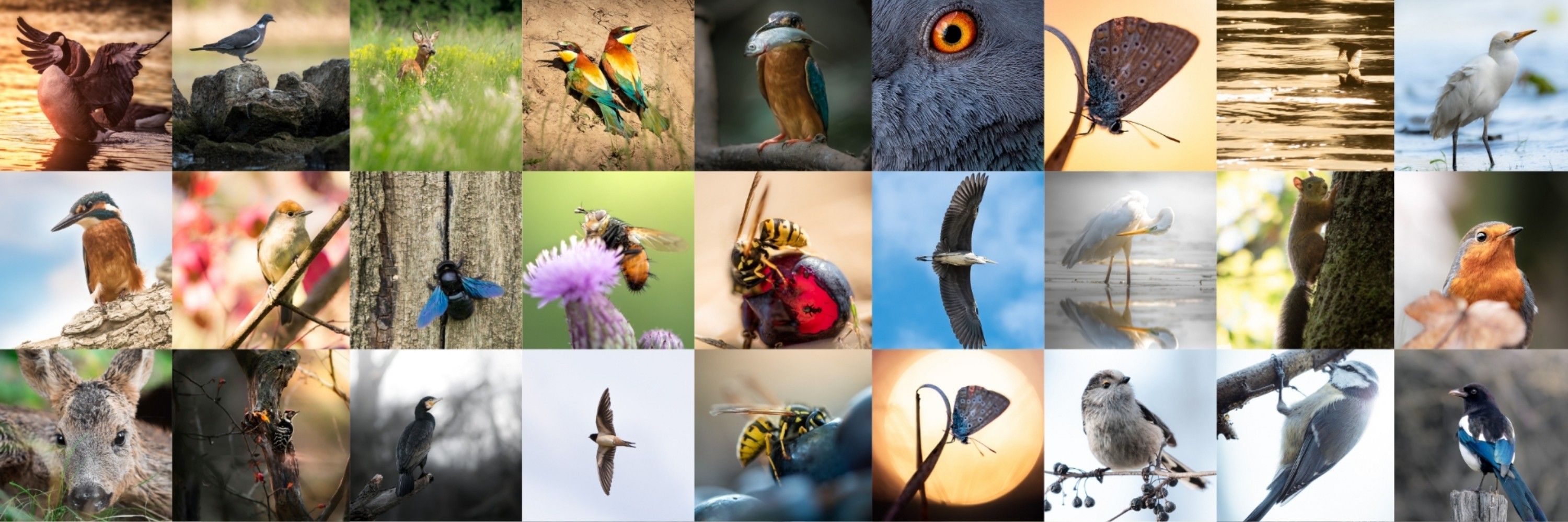 📷 Wildlife photographer : Thierry Bégoud 