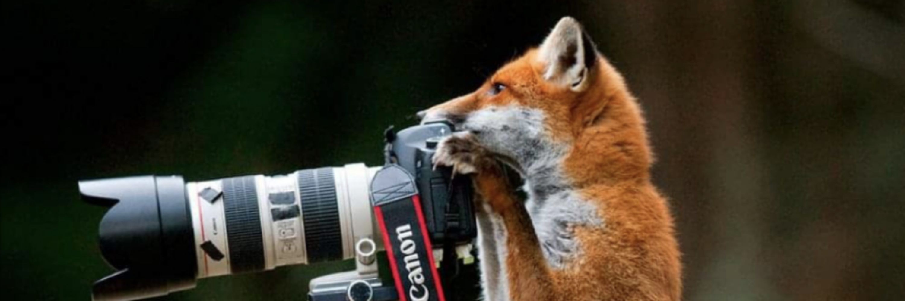 Foxy101