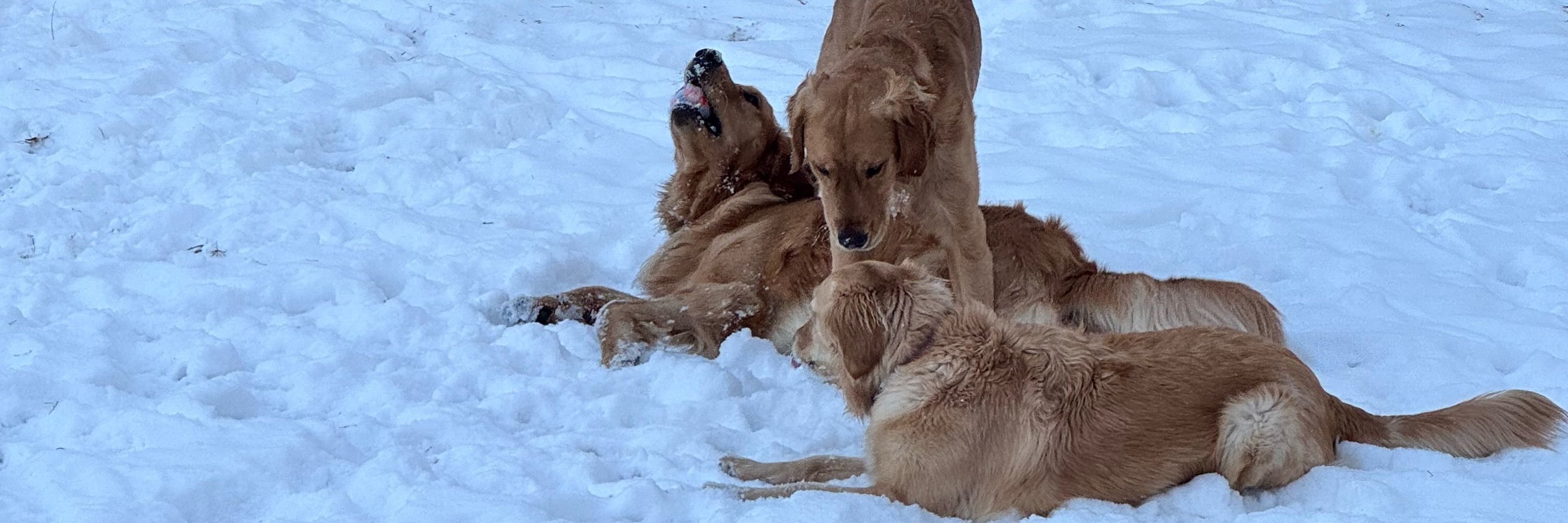 Glenwood the Golden