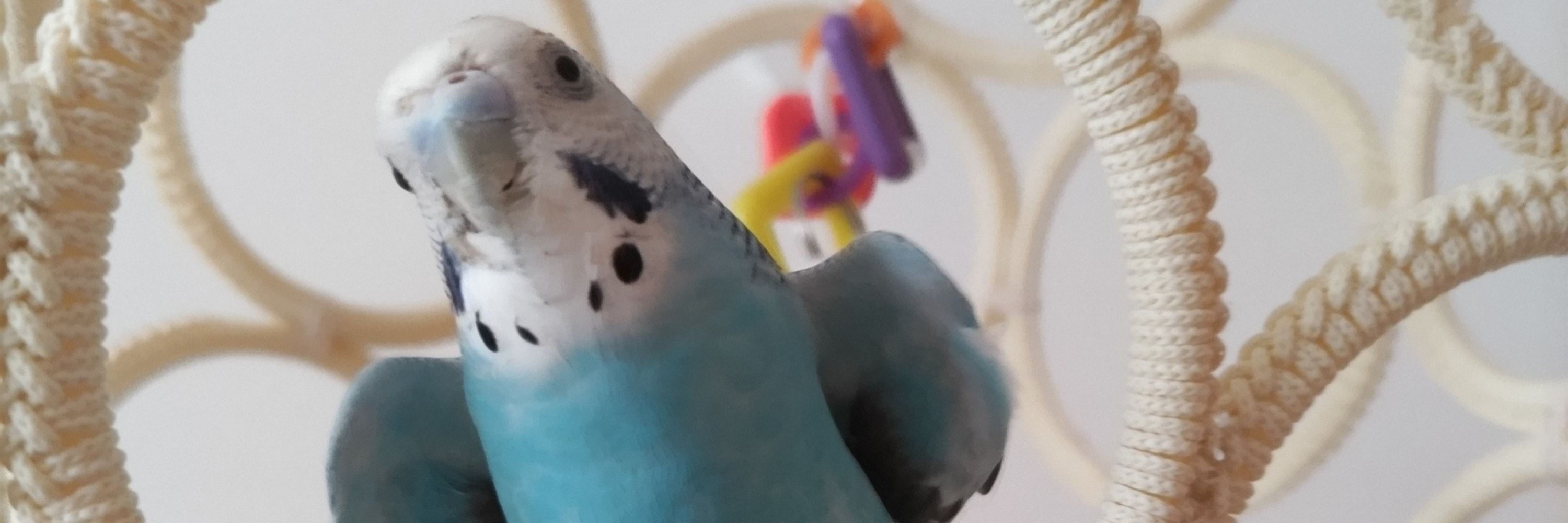 ハマキ