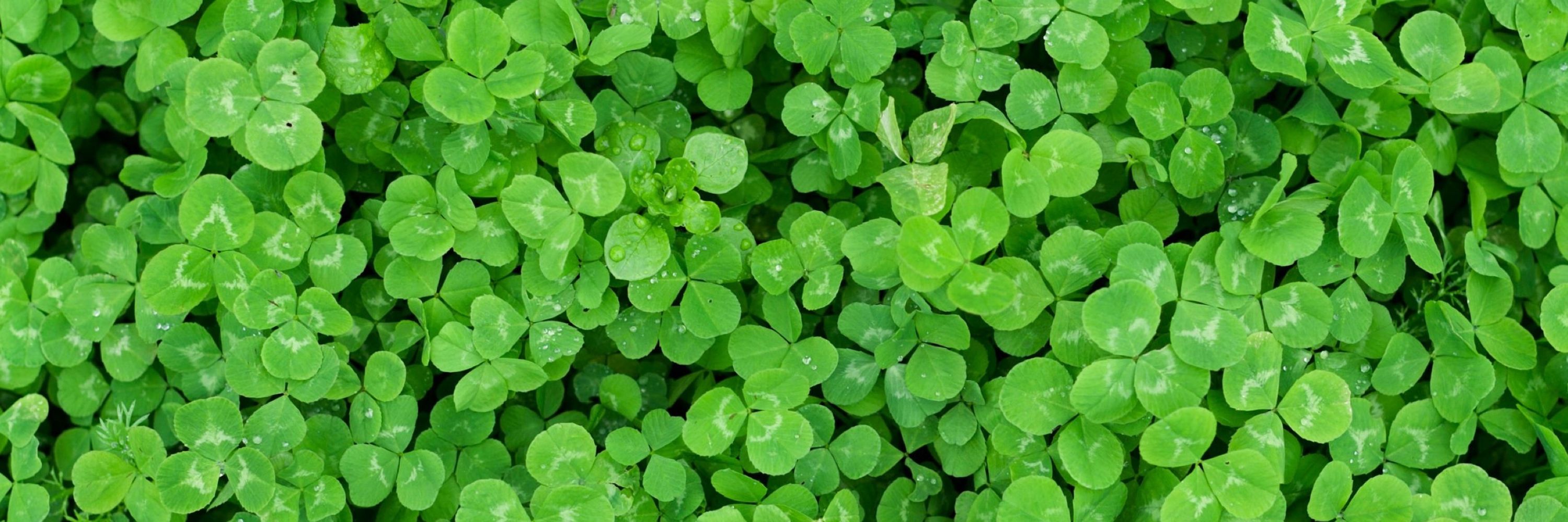 Nick "Clover" Davis