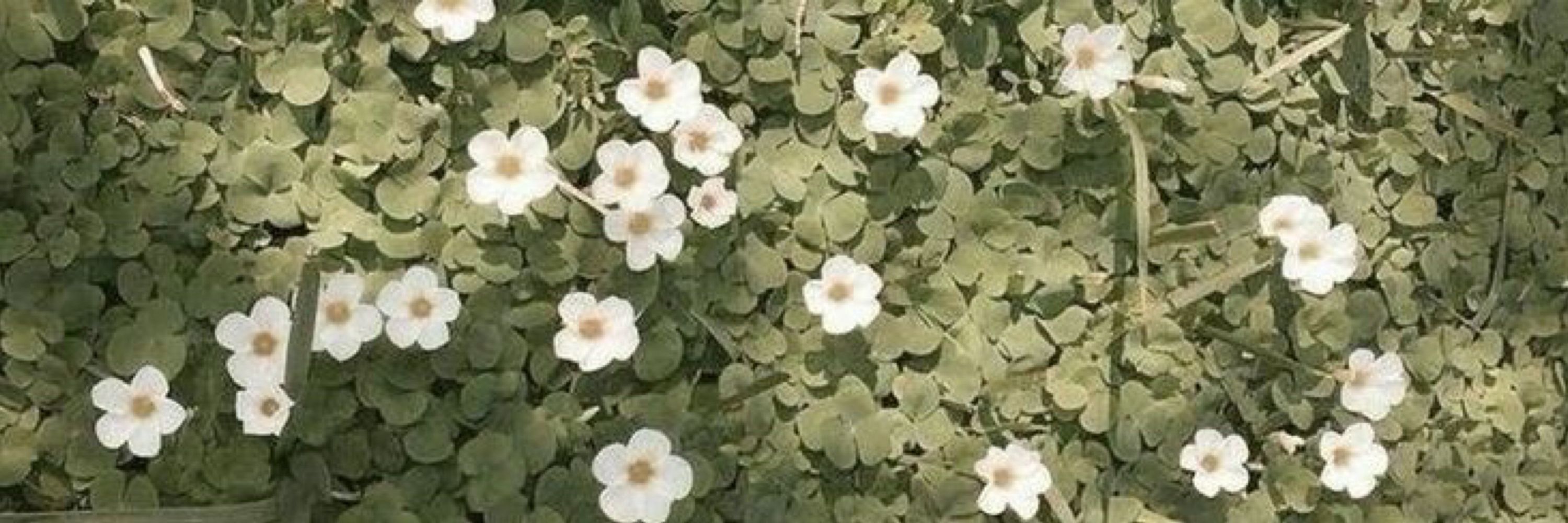 .☘︎ ݁˖ Flower ! ꫂ ၴႅၴ