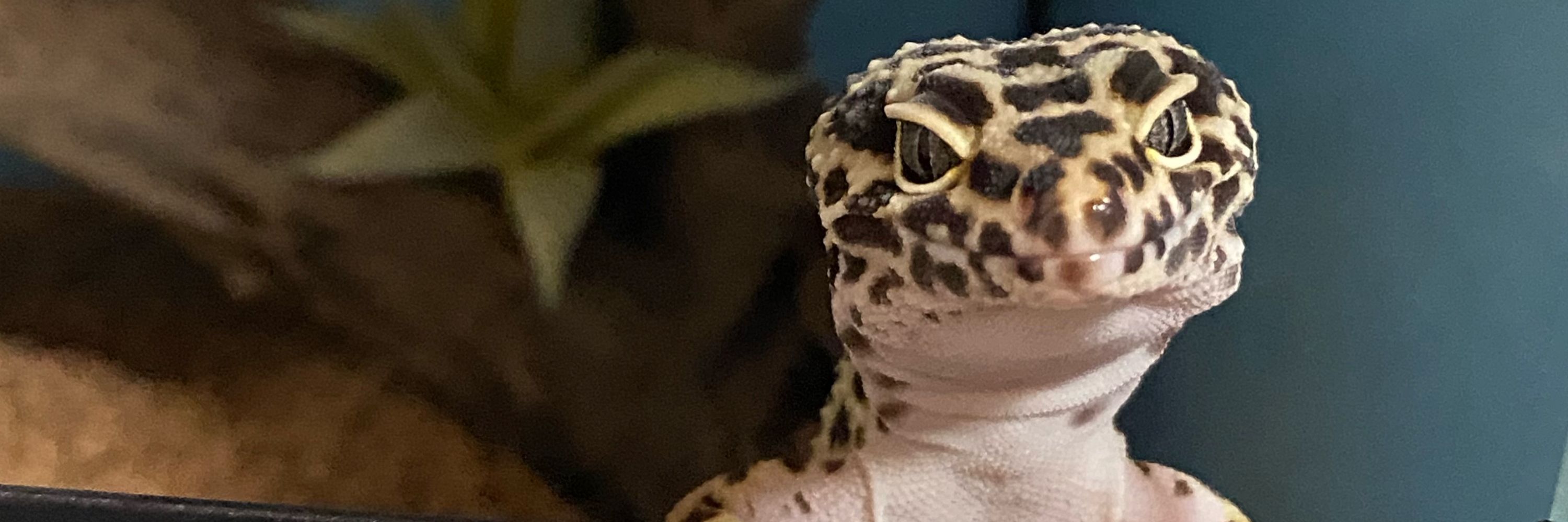 どらやき