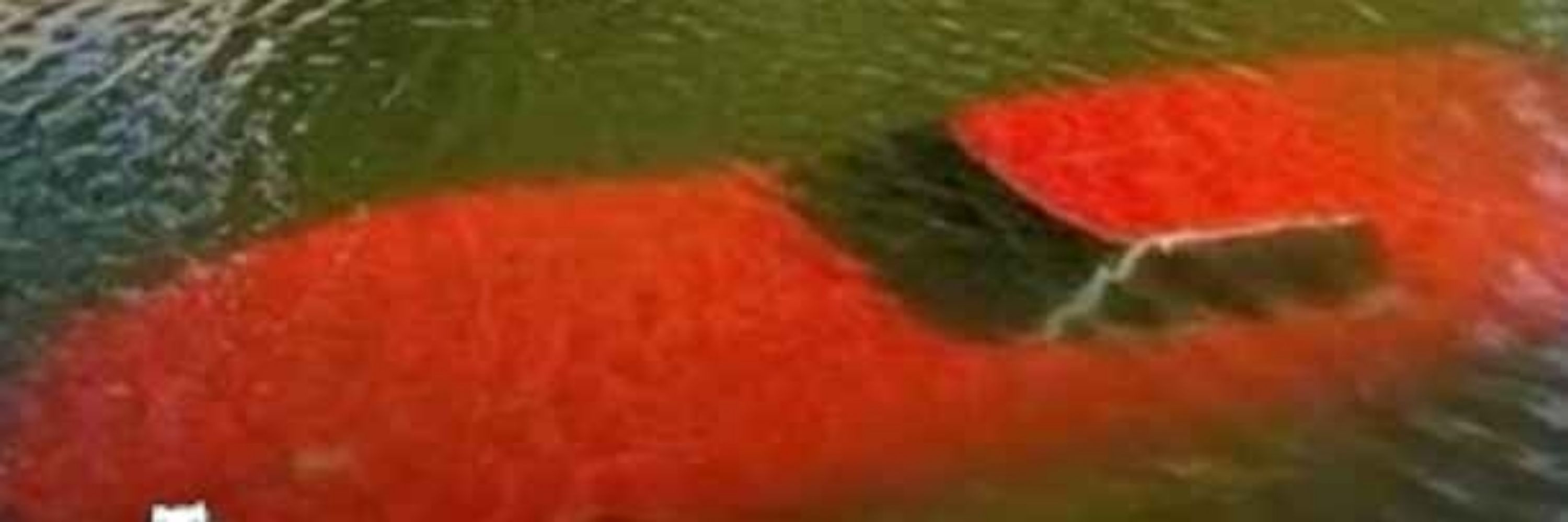 Mocchi