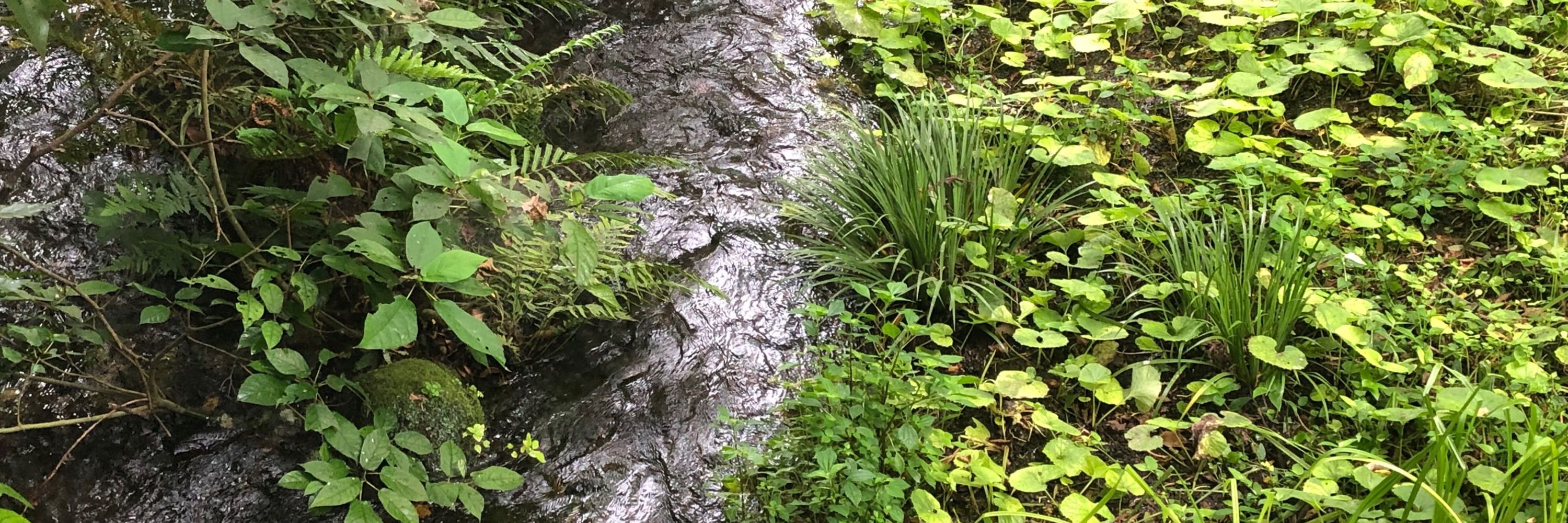 めら🌱
