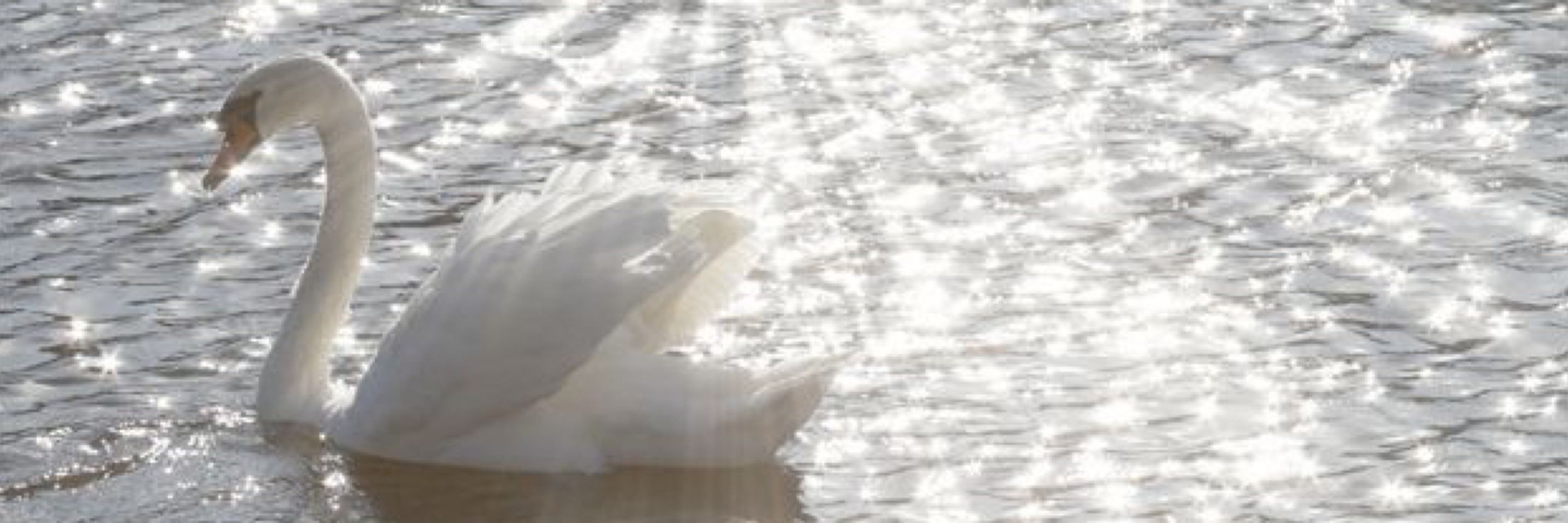 Melin🦢