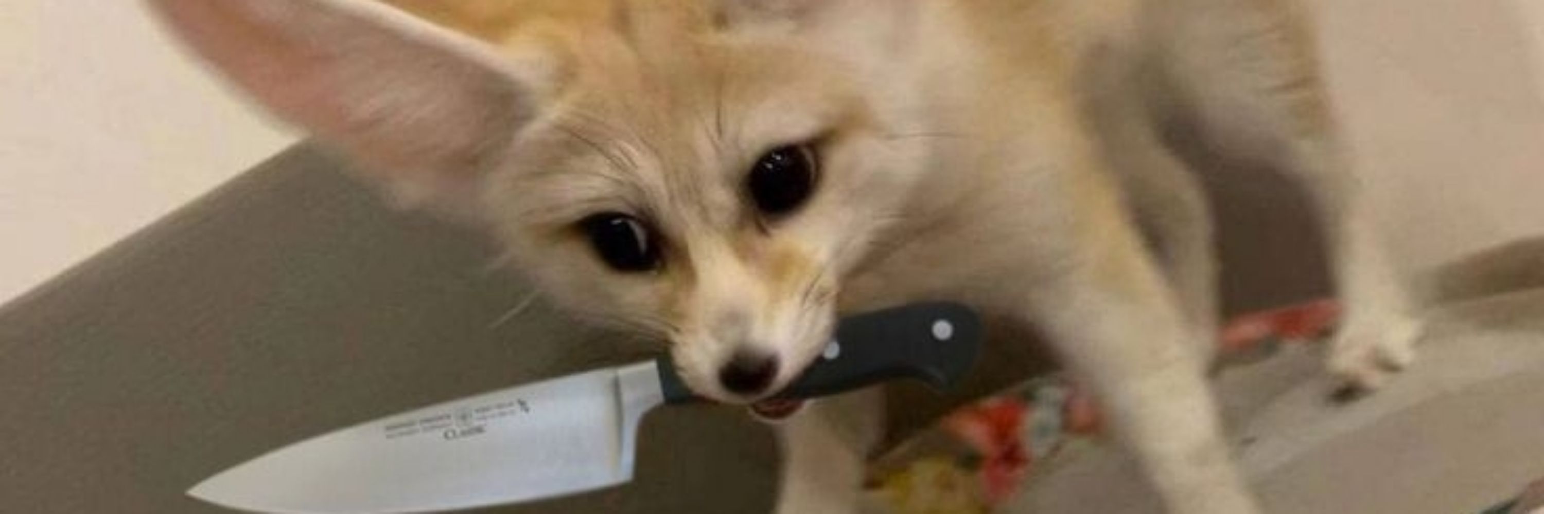 Fenneko