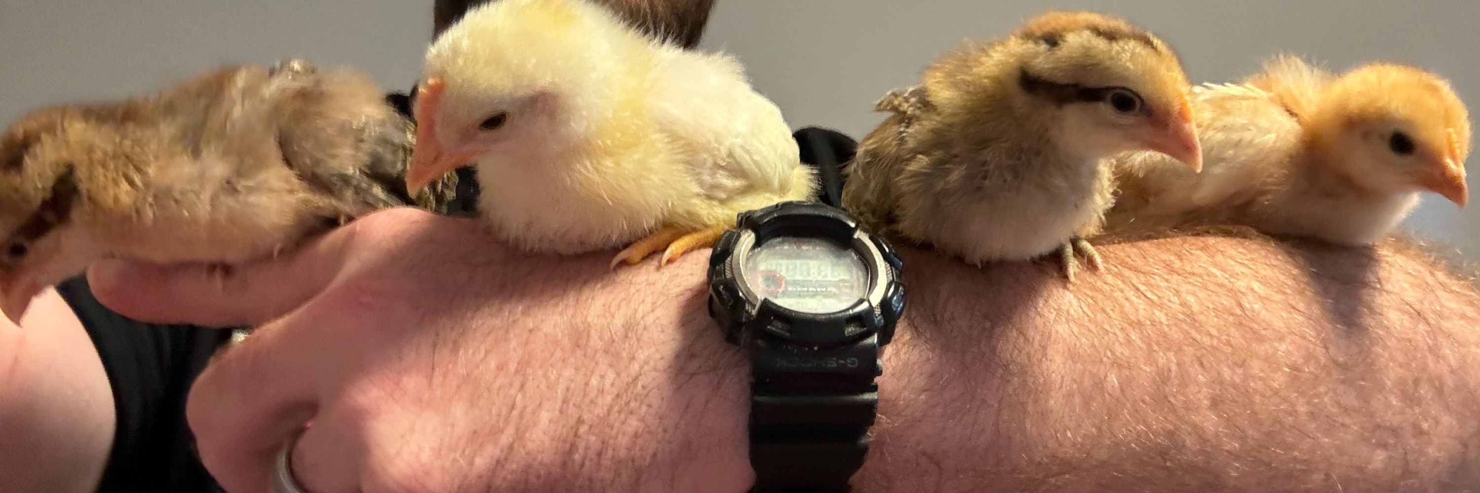 Band of Flubbers