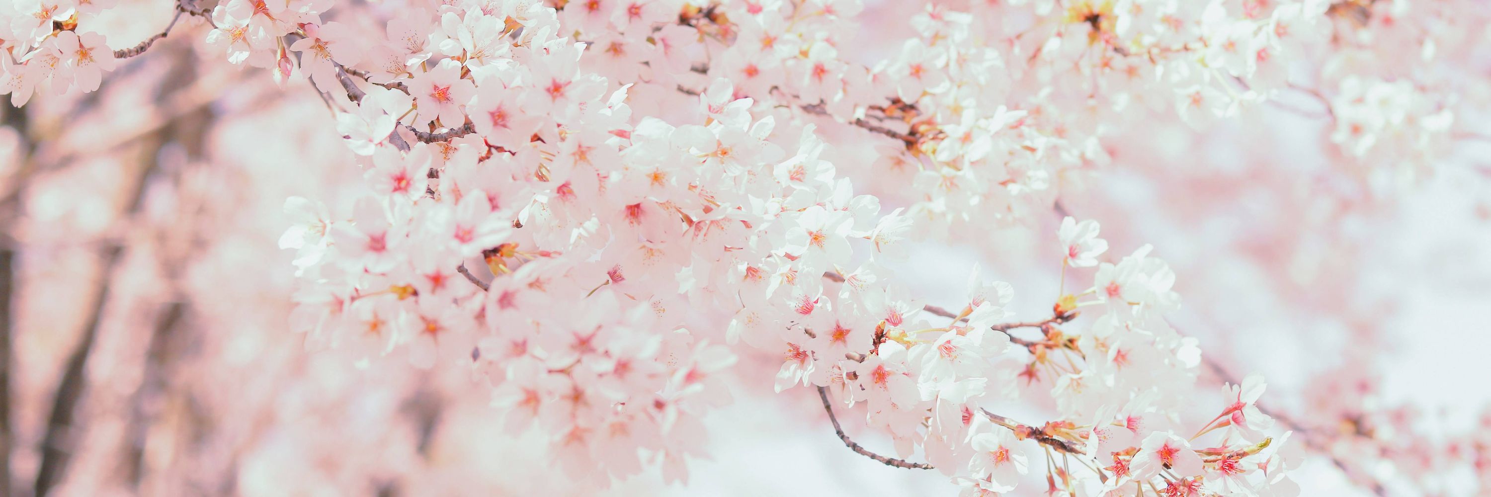 ☁️🌸☁️ @ 7