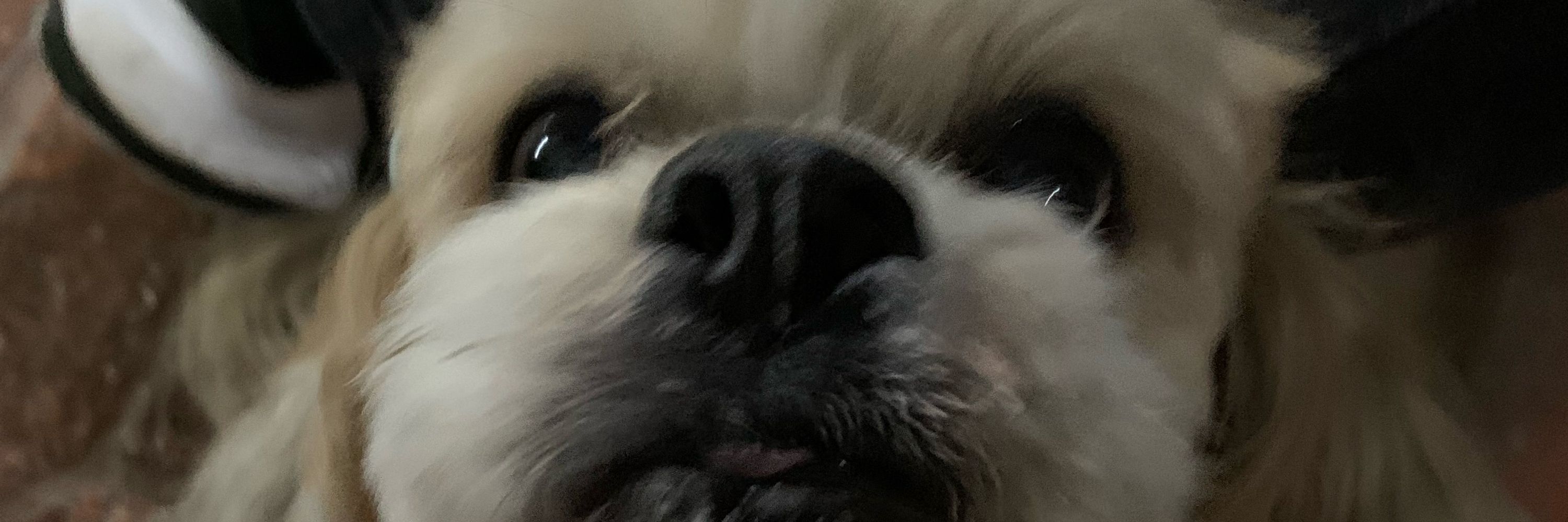 gu¡