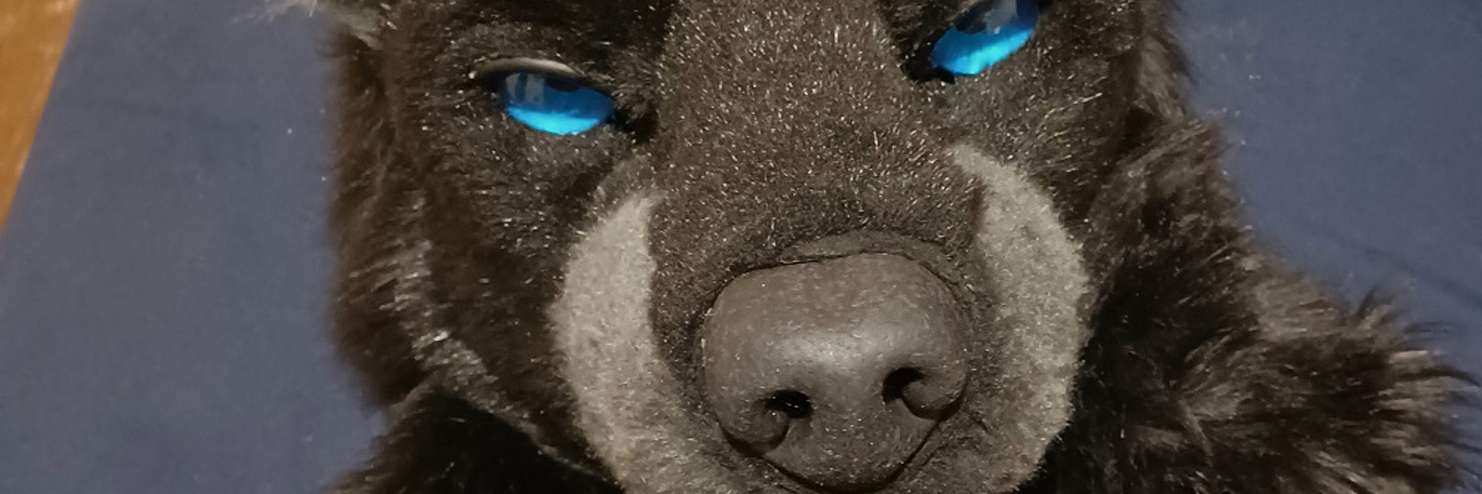 Stingwolf