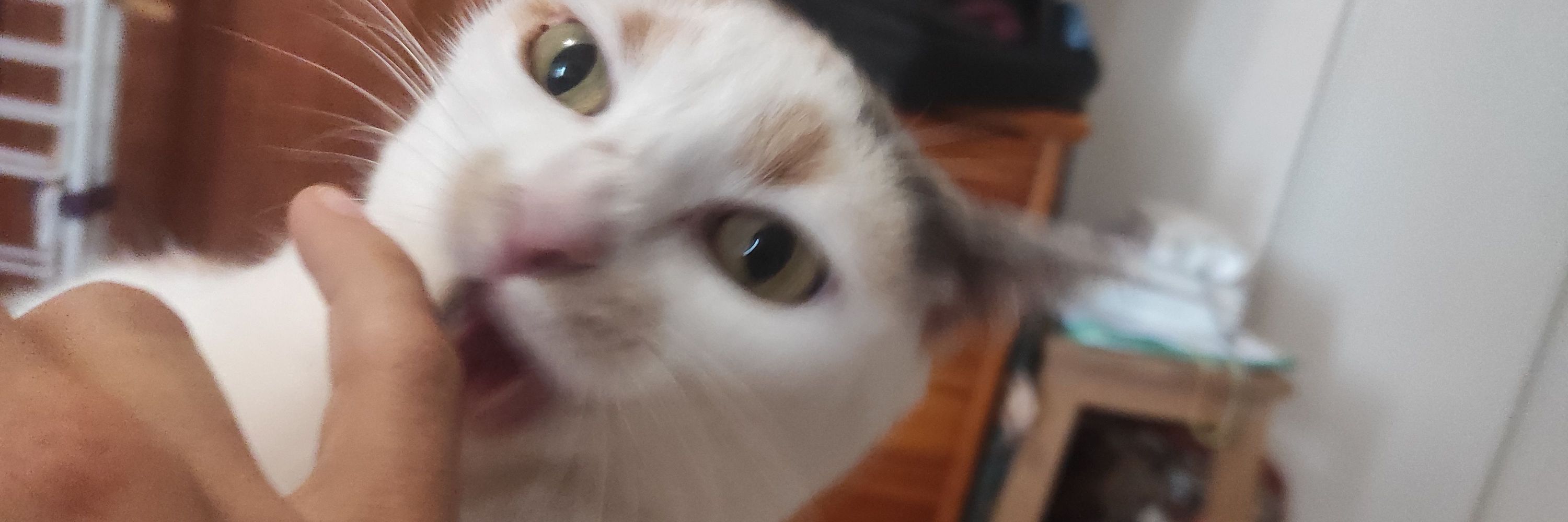 °Lopoticrapal°