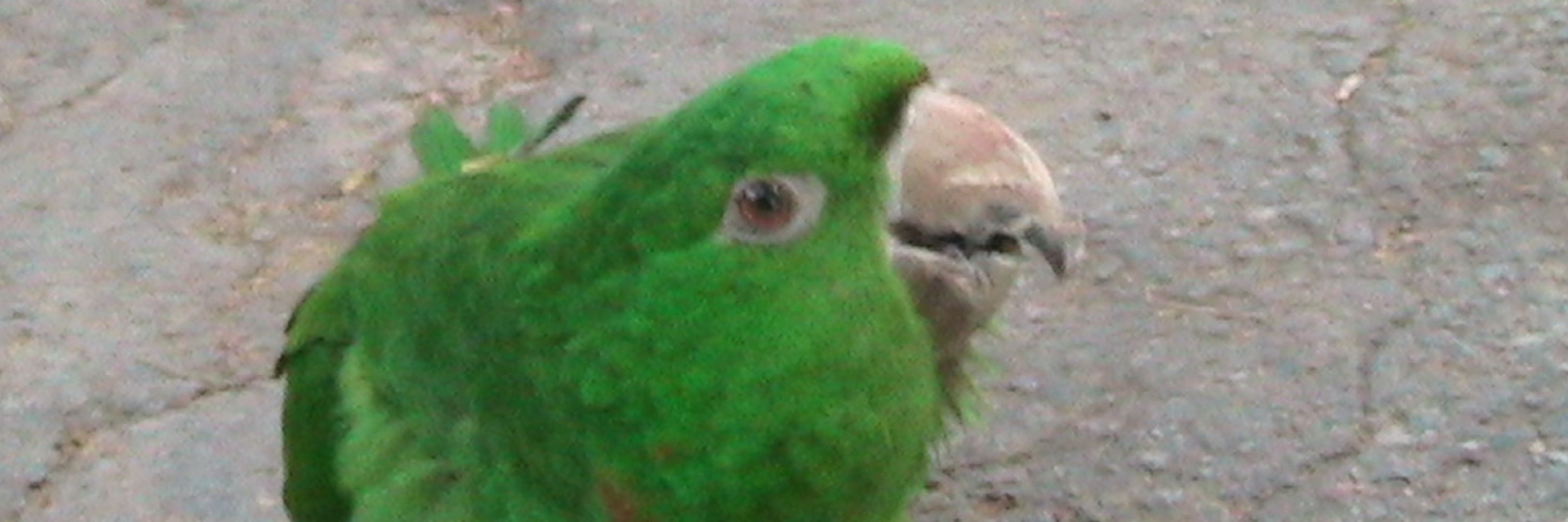 GUSTJ