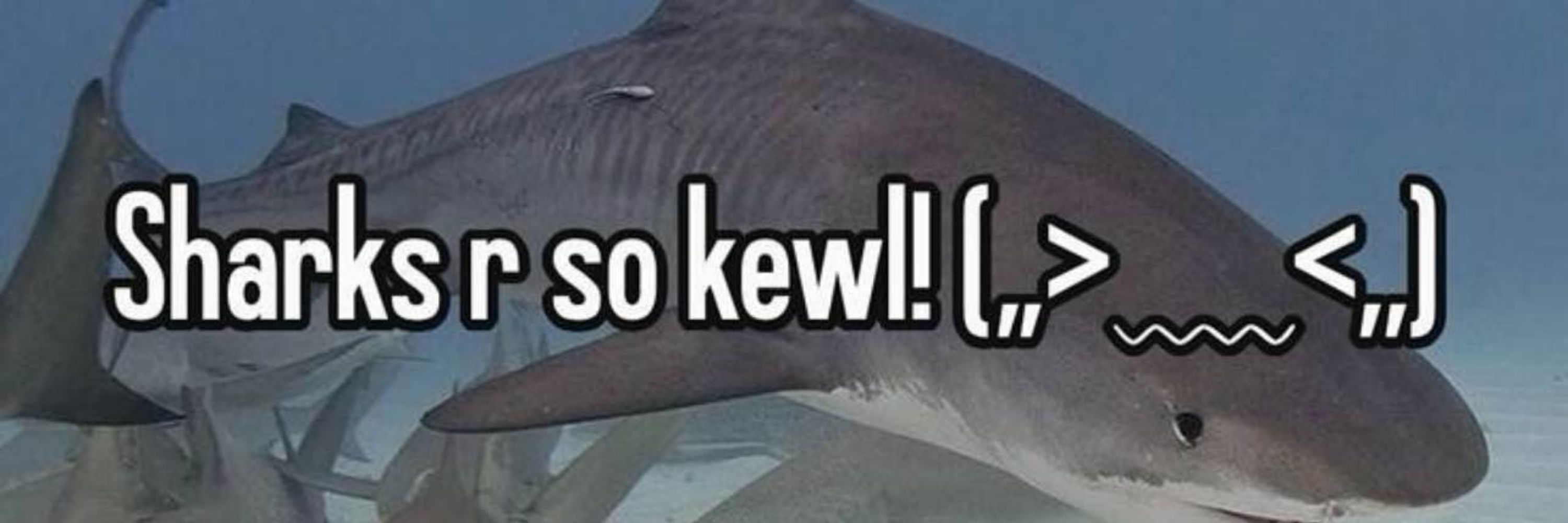Shårky🦈🏳️‍🌈