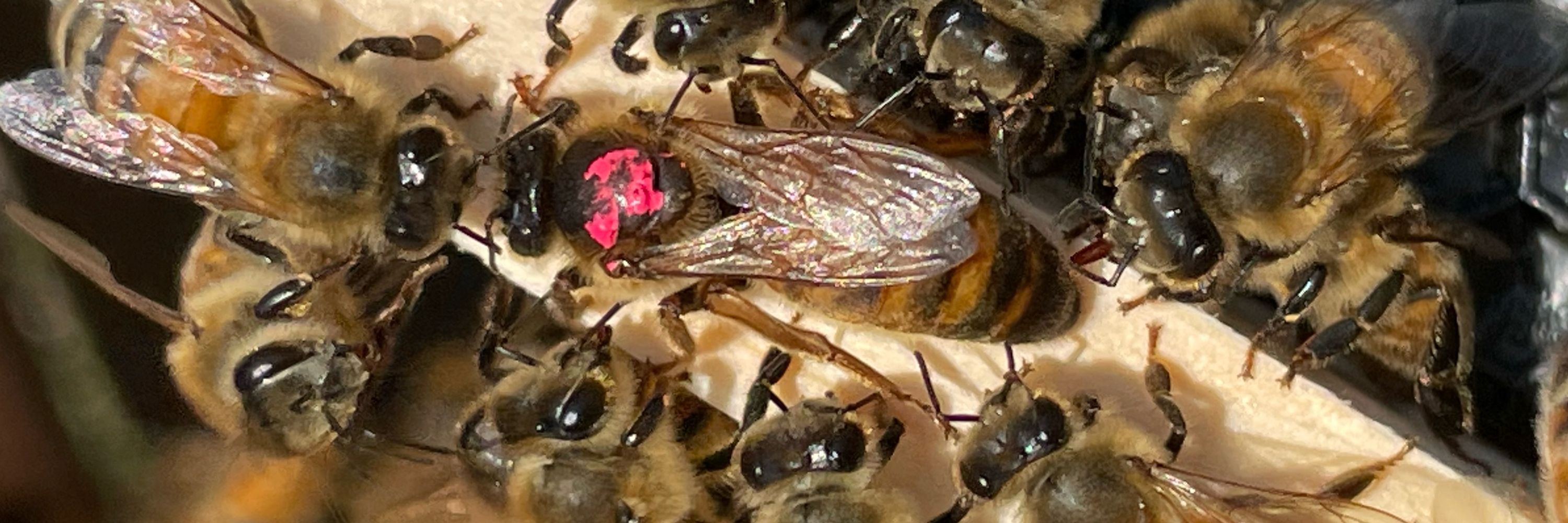 doremibussolati
