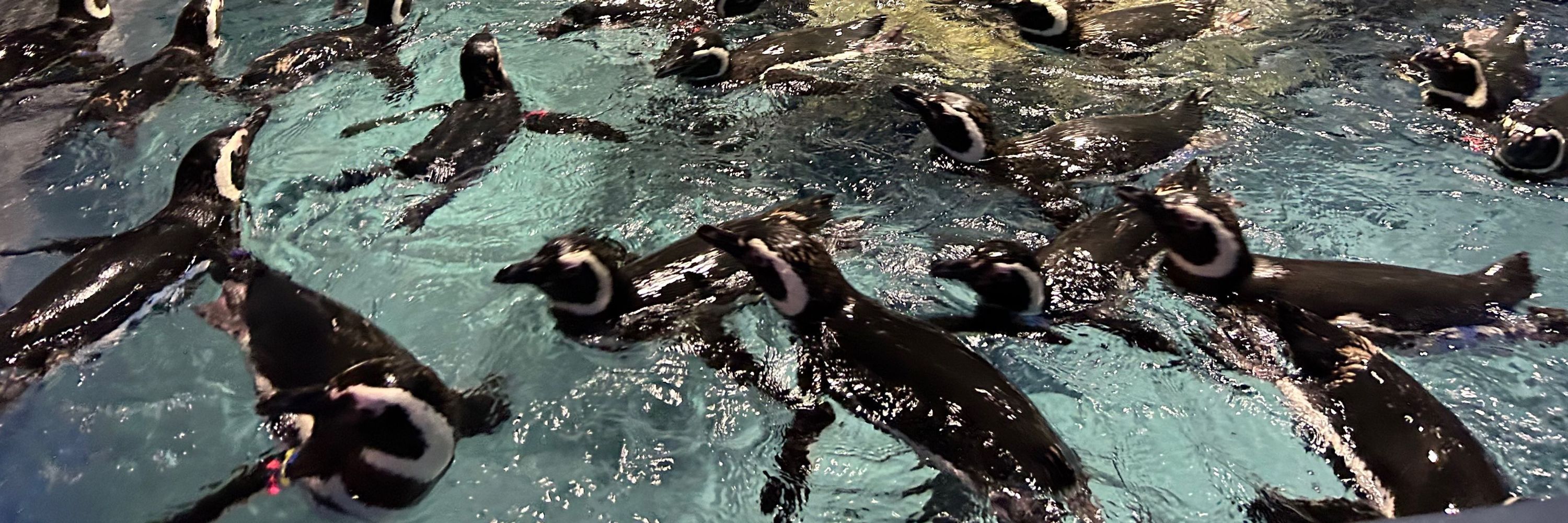 たて🐧