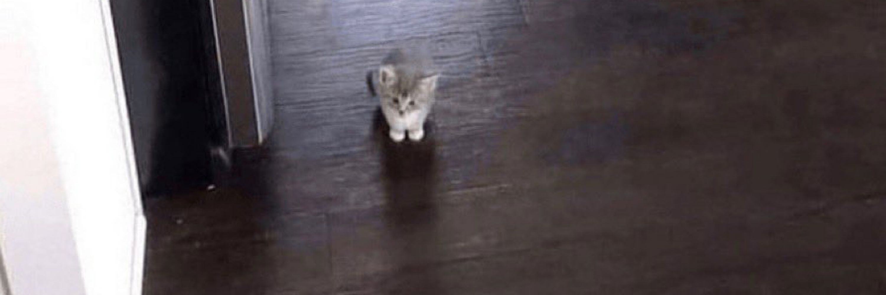Pan
