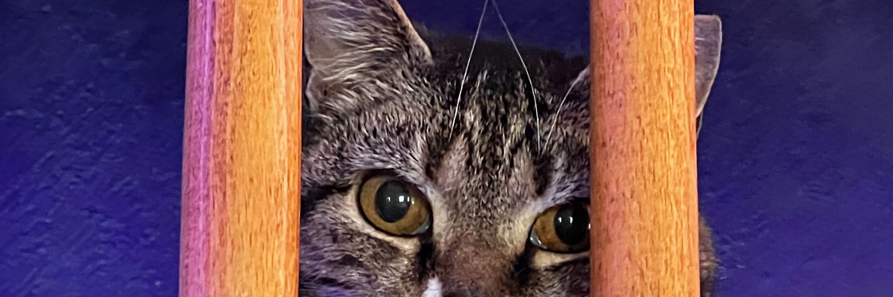 Crust Bucket the Cat