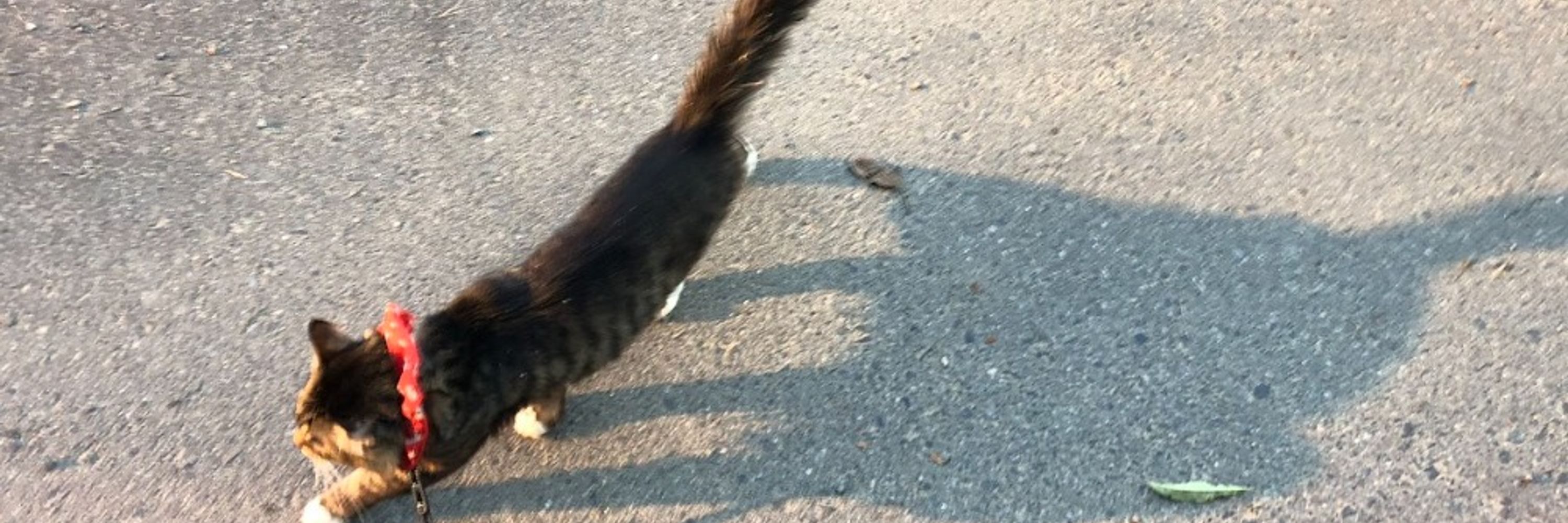 ひつじましまろ