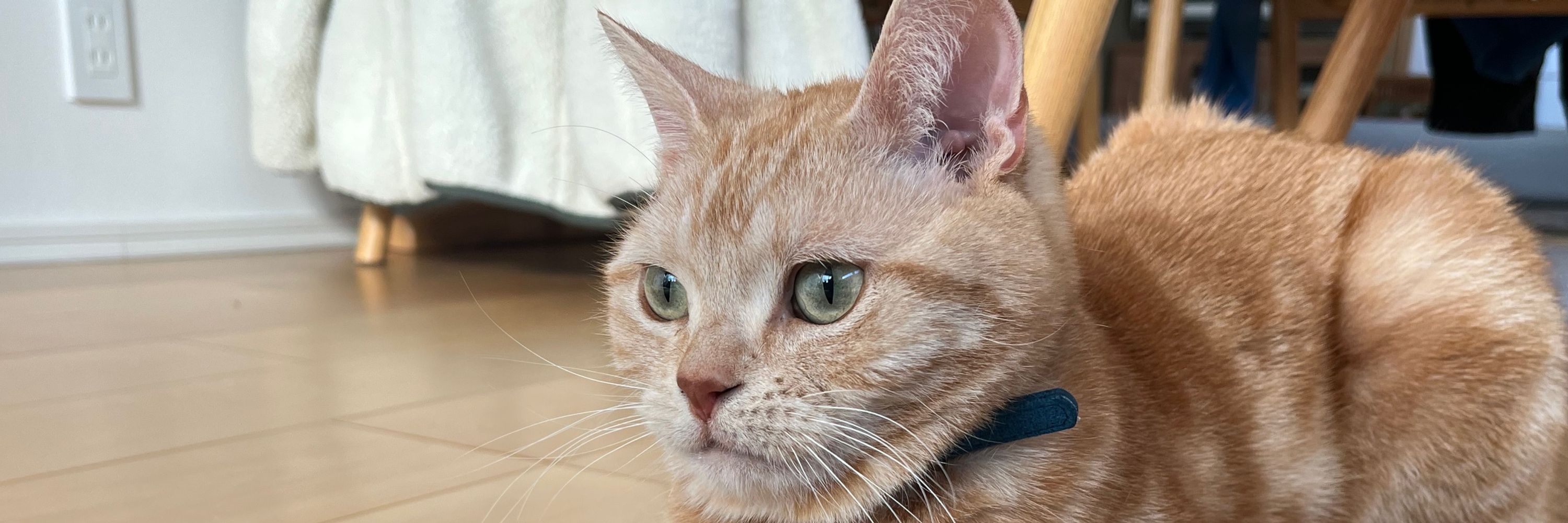 けがわ