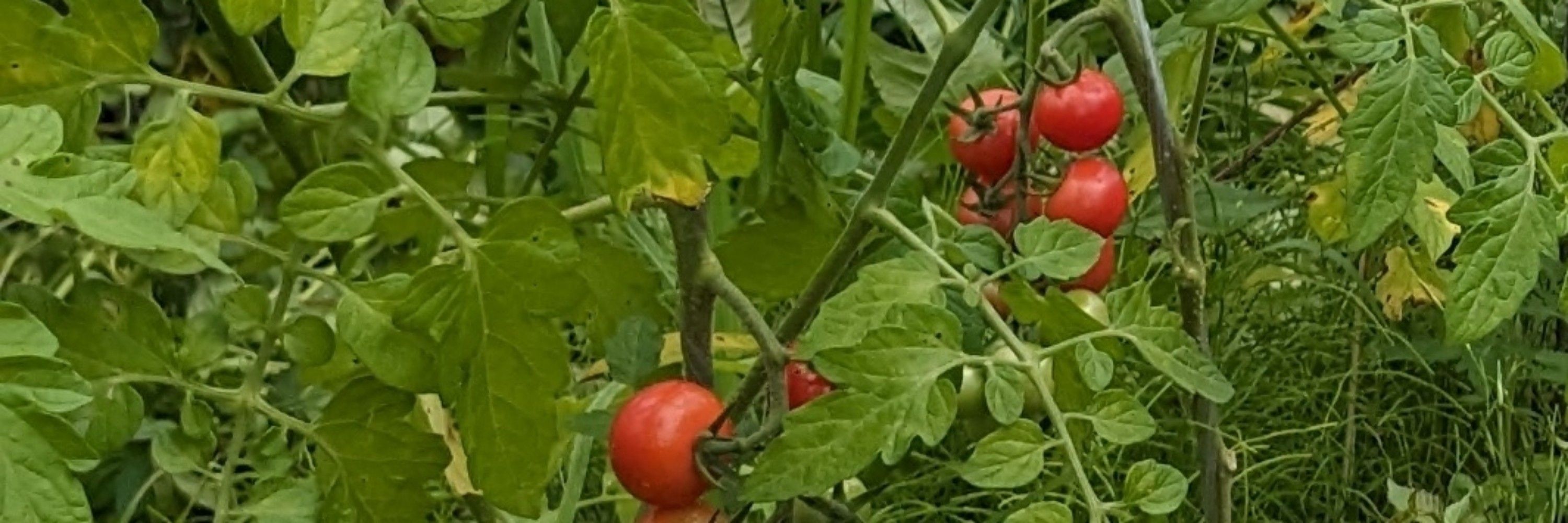 cipolla🍅