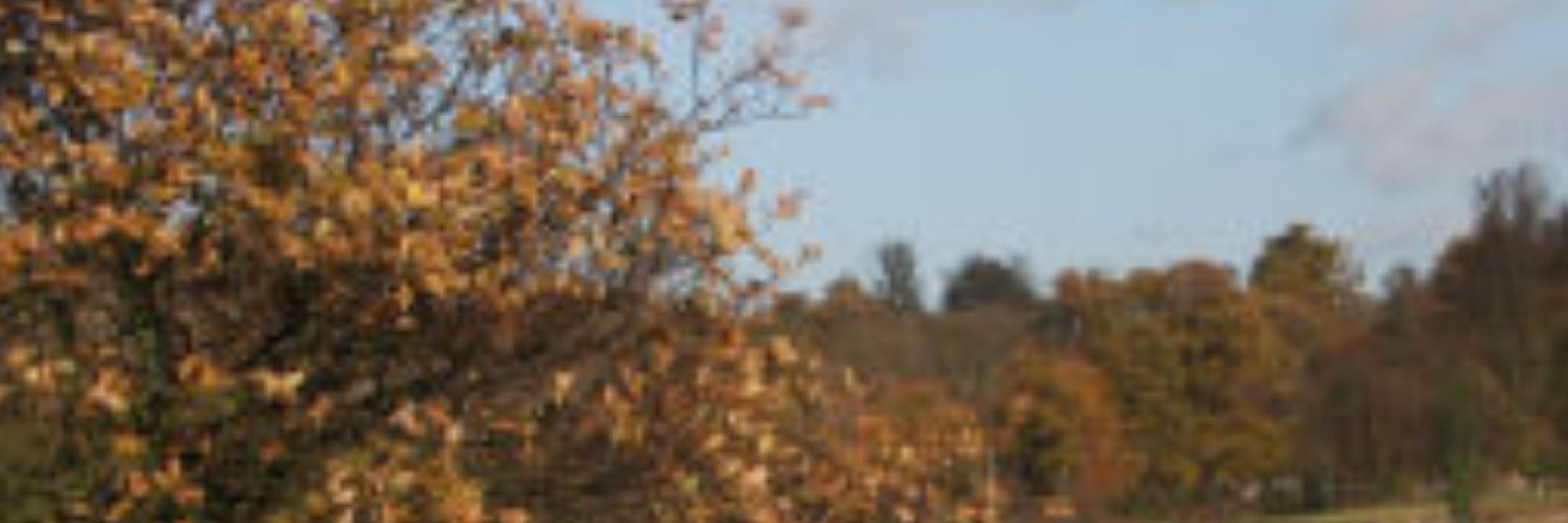 Suffolk Jason