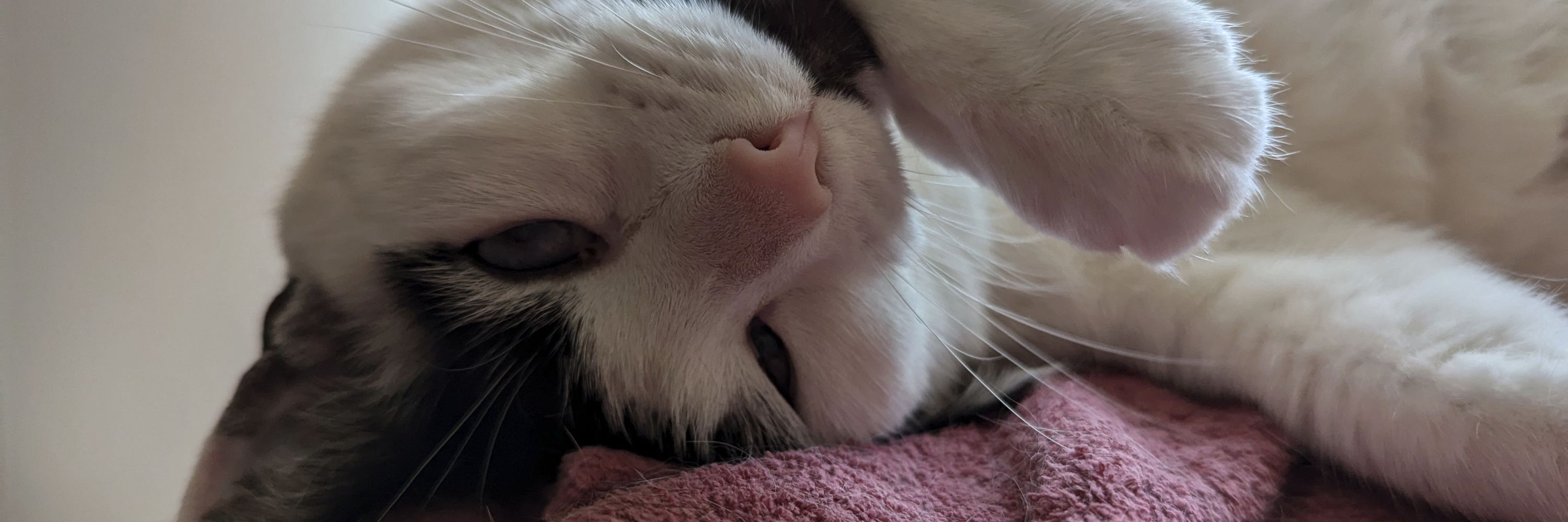 Goblin