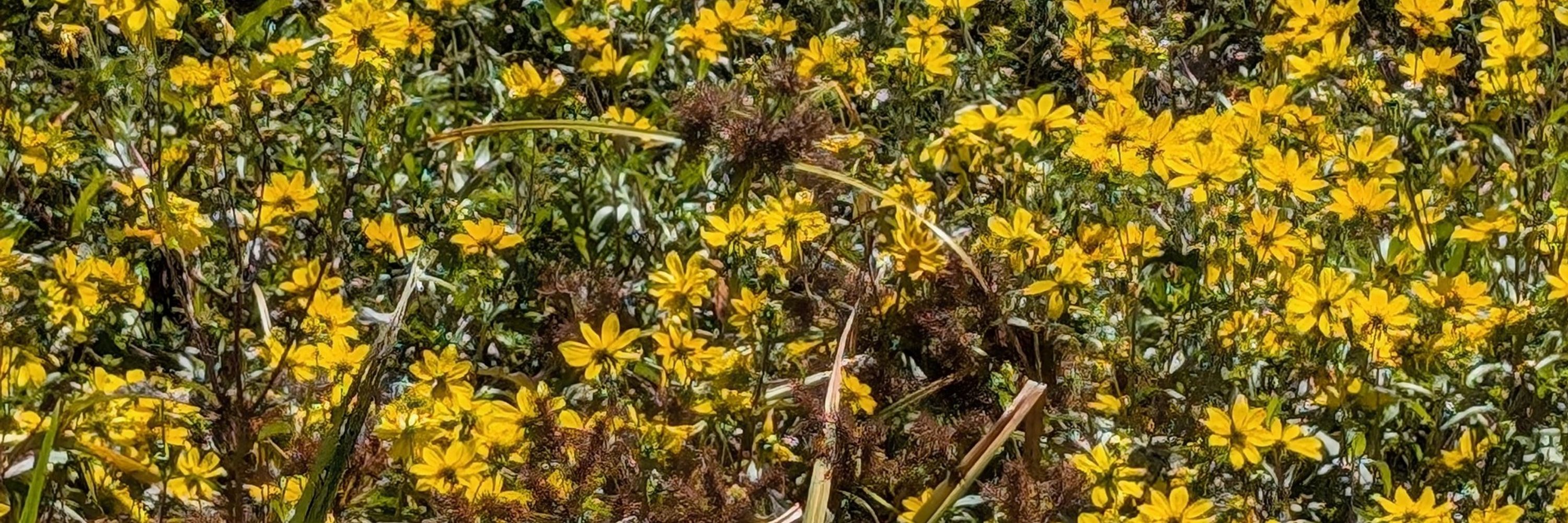 🌻💫