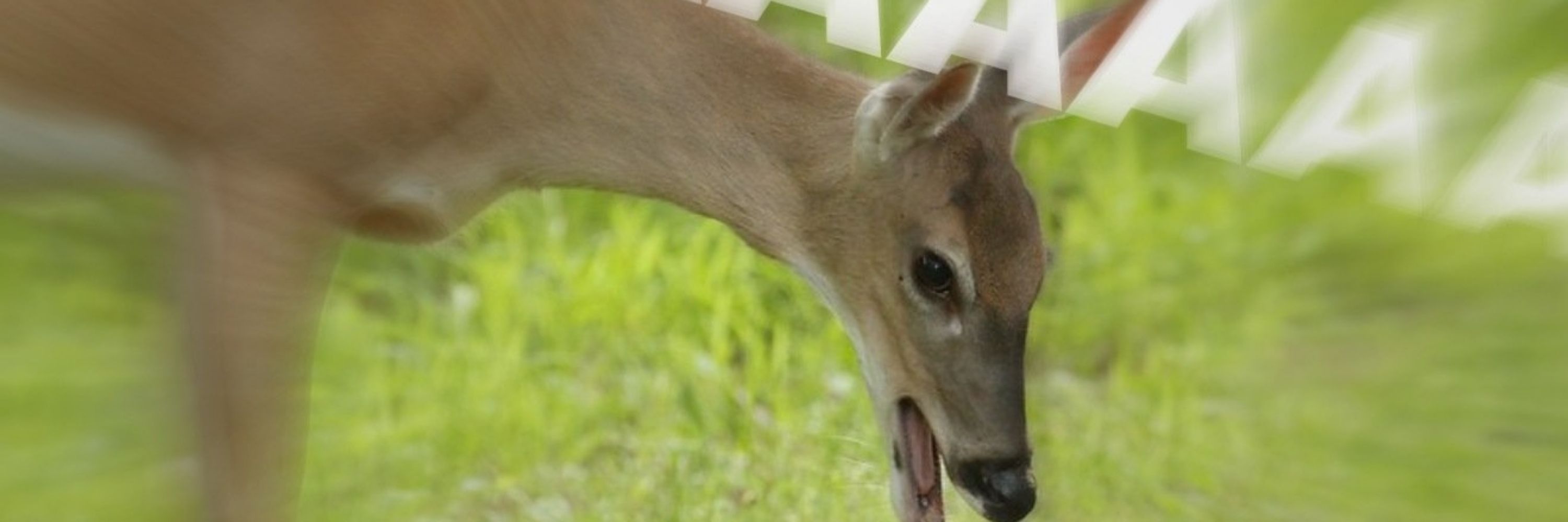 RainbuDeer