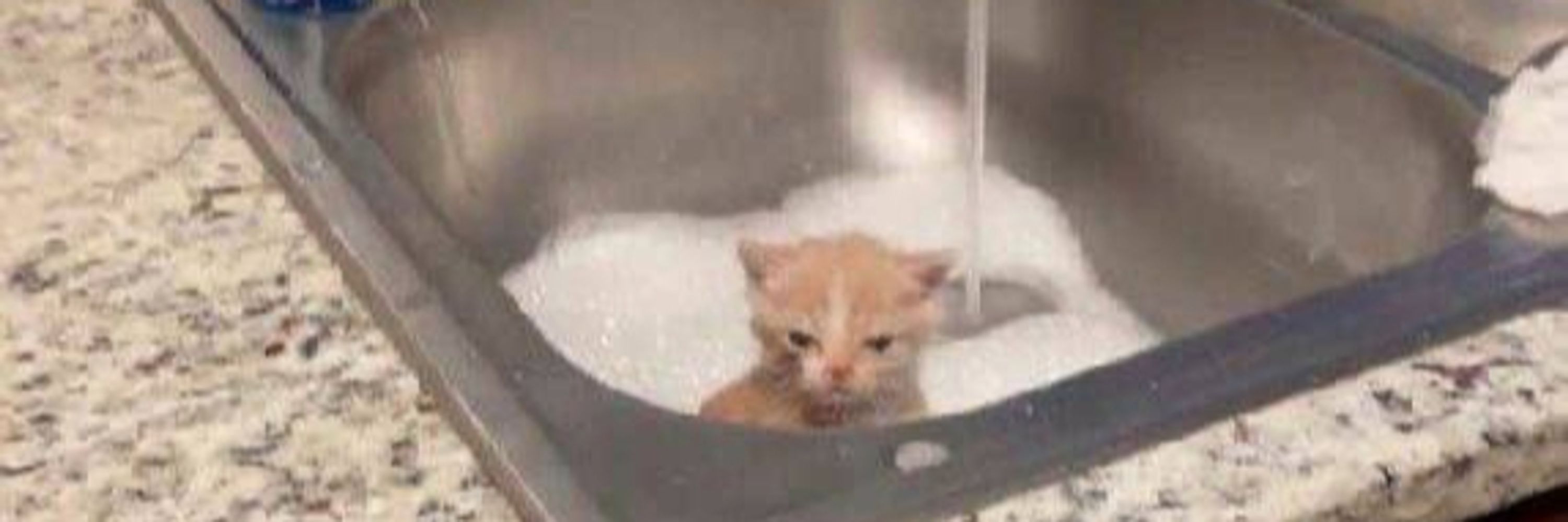 meowie