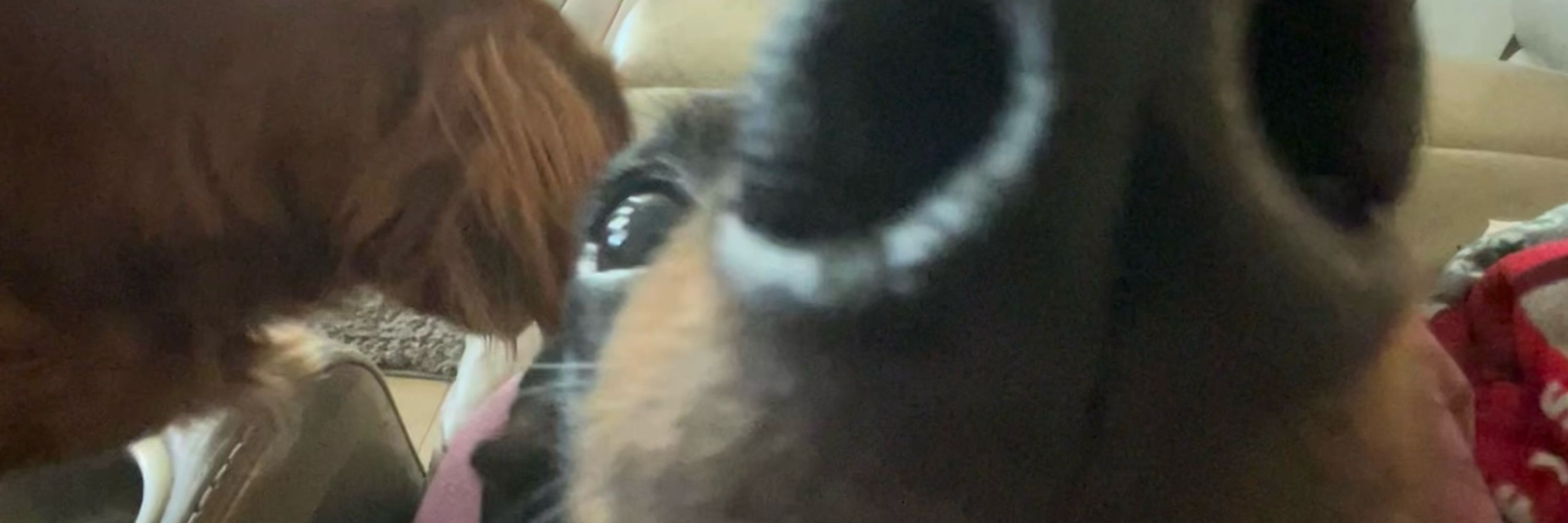 MangyMango