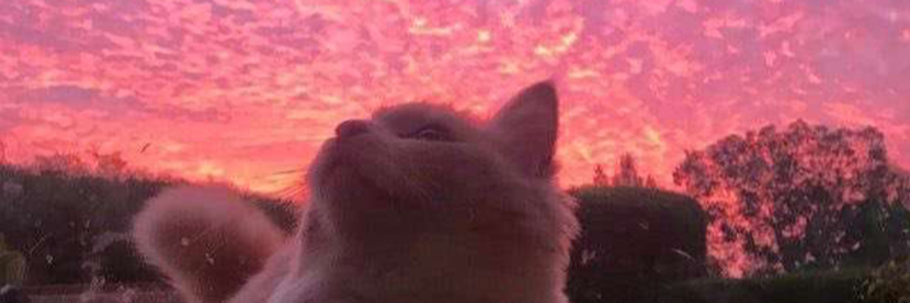Sungazed