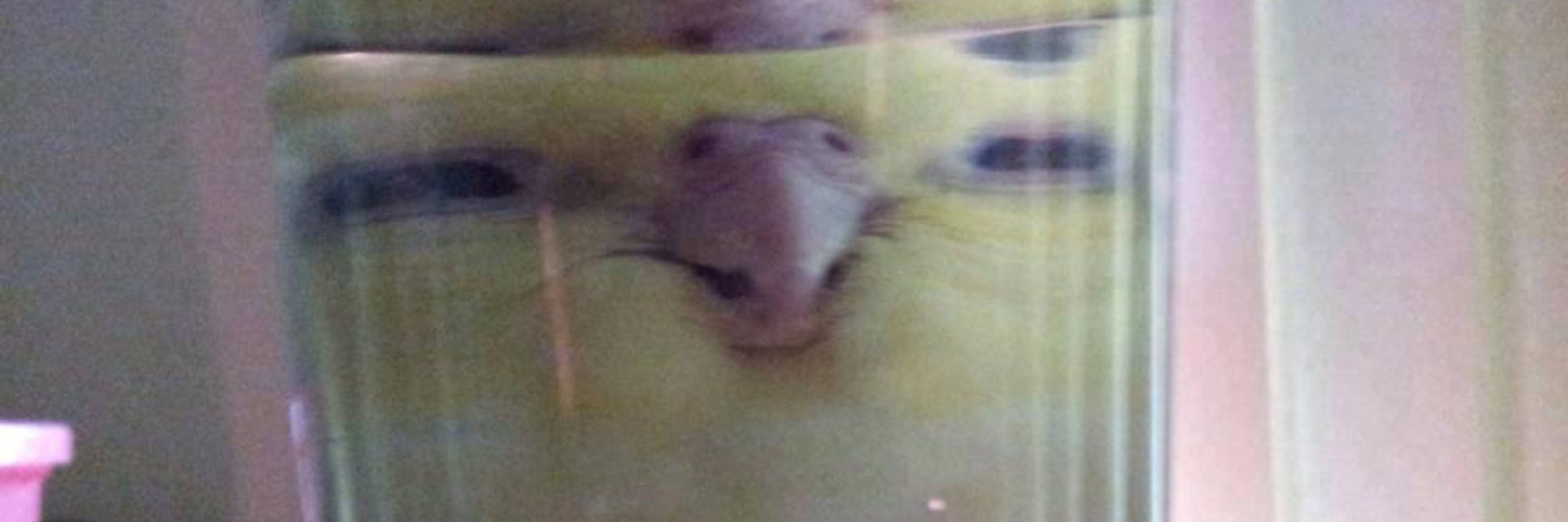 #!/usr/bin/env yeen