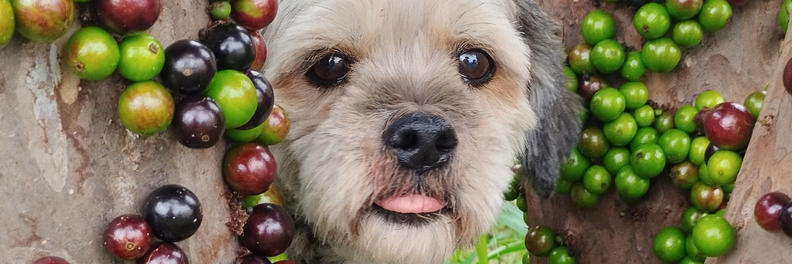 Thaís Mannoni🚂