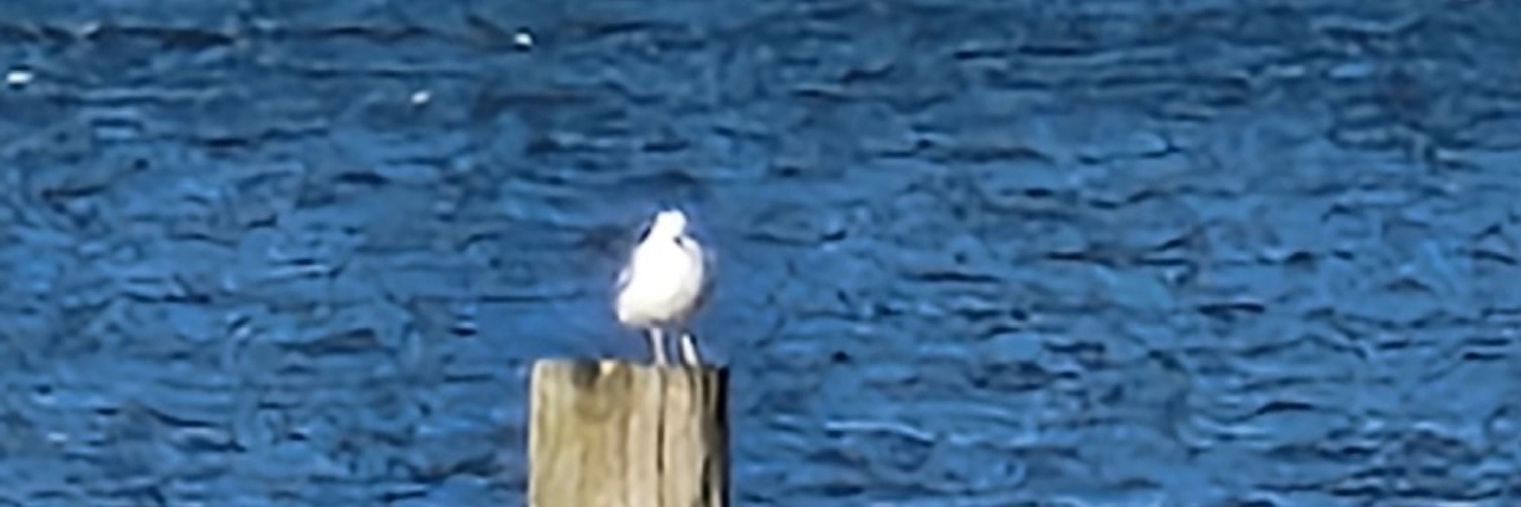 Portland Social Fishing Club