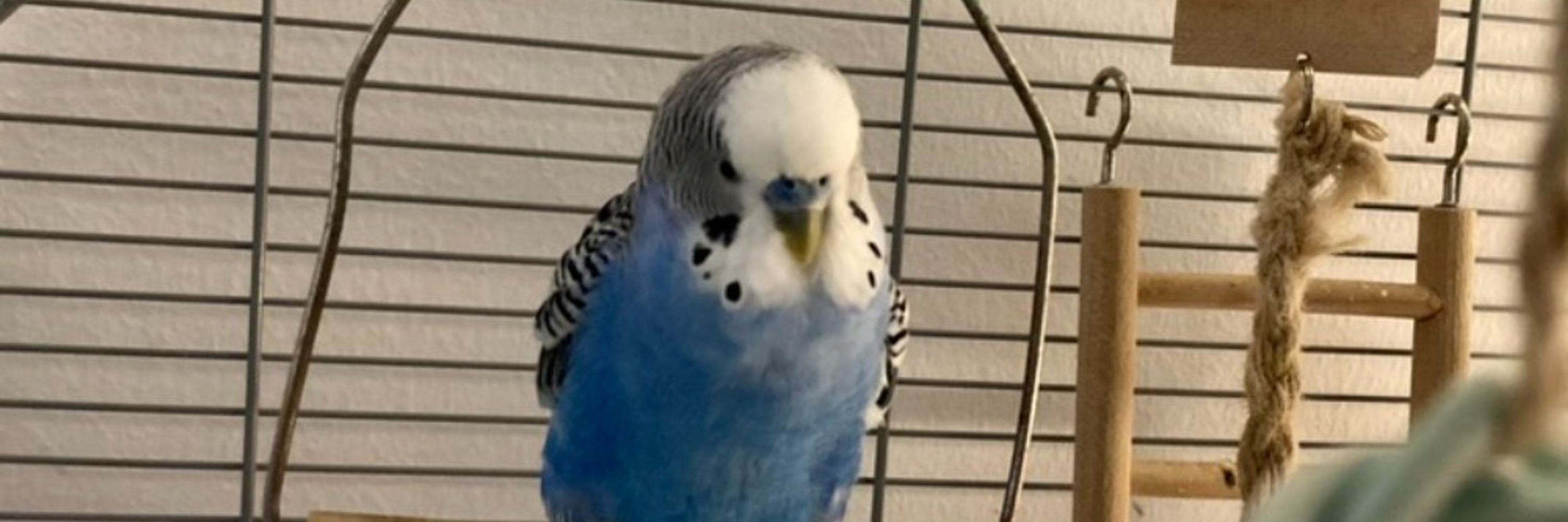 Attila Györffy 🦜