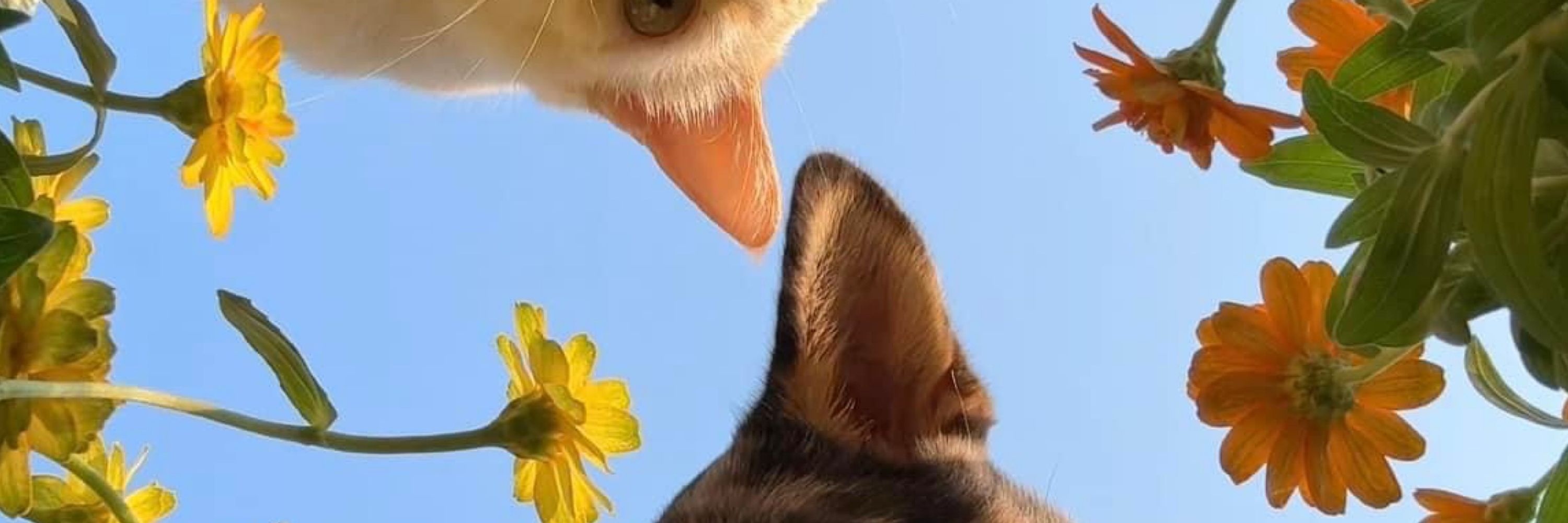 -••• •• •••-
