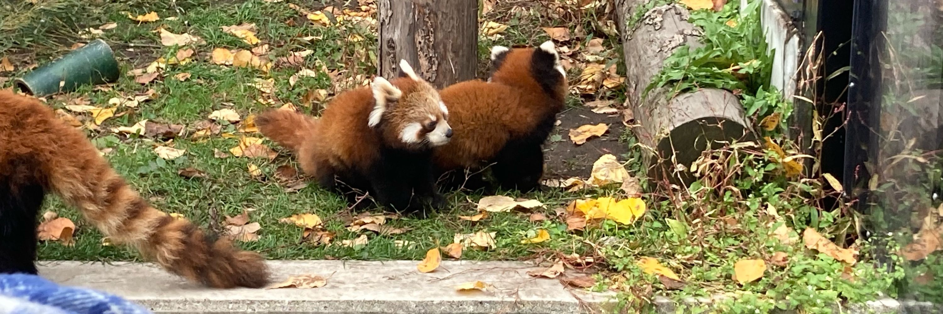 ぱち