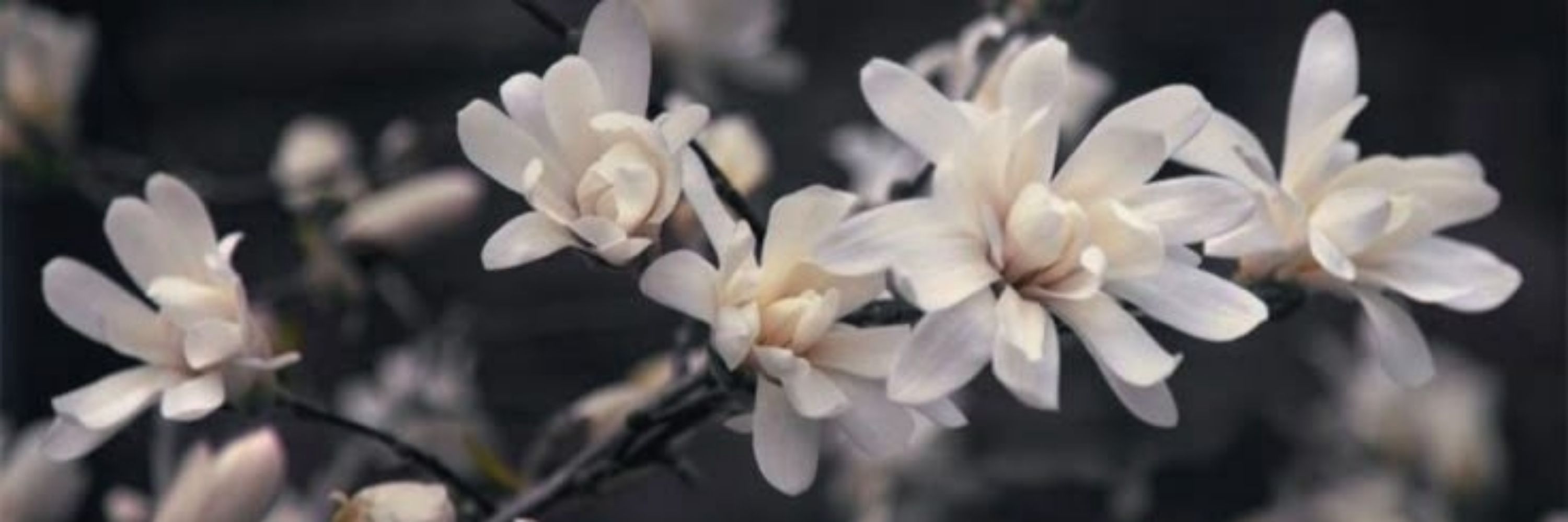 Lan Xichen