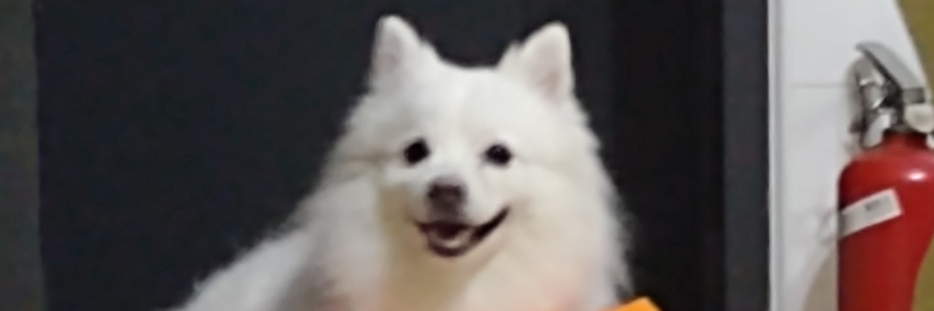 Zoris