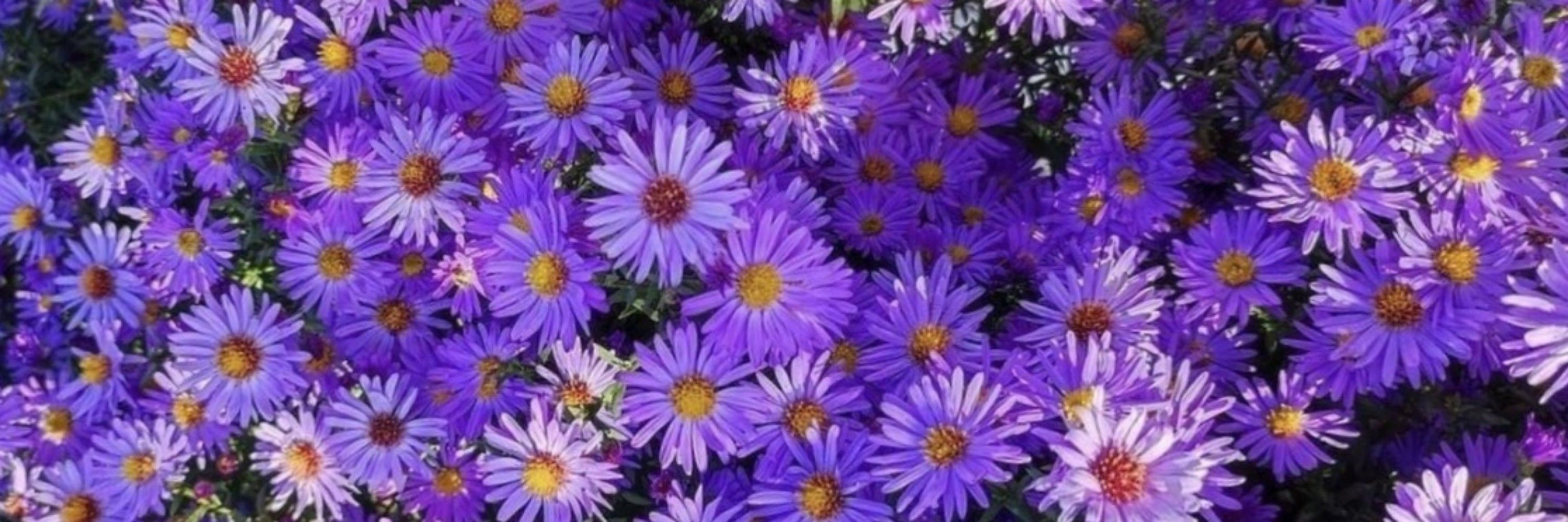 Aster⭐