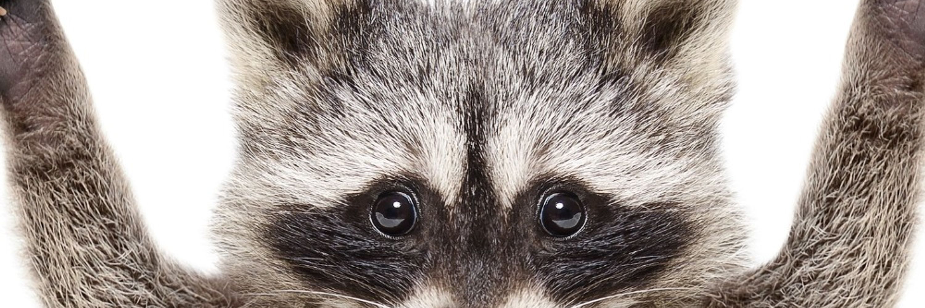 🦝ƒ®€d ƒƒƒ ƒ®€🛈€® ©🦝 🦄Primus Inter Fatuis🦄 