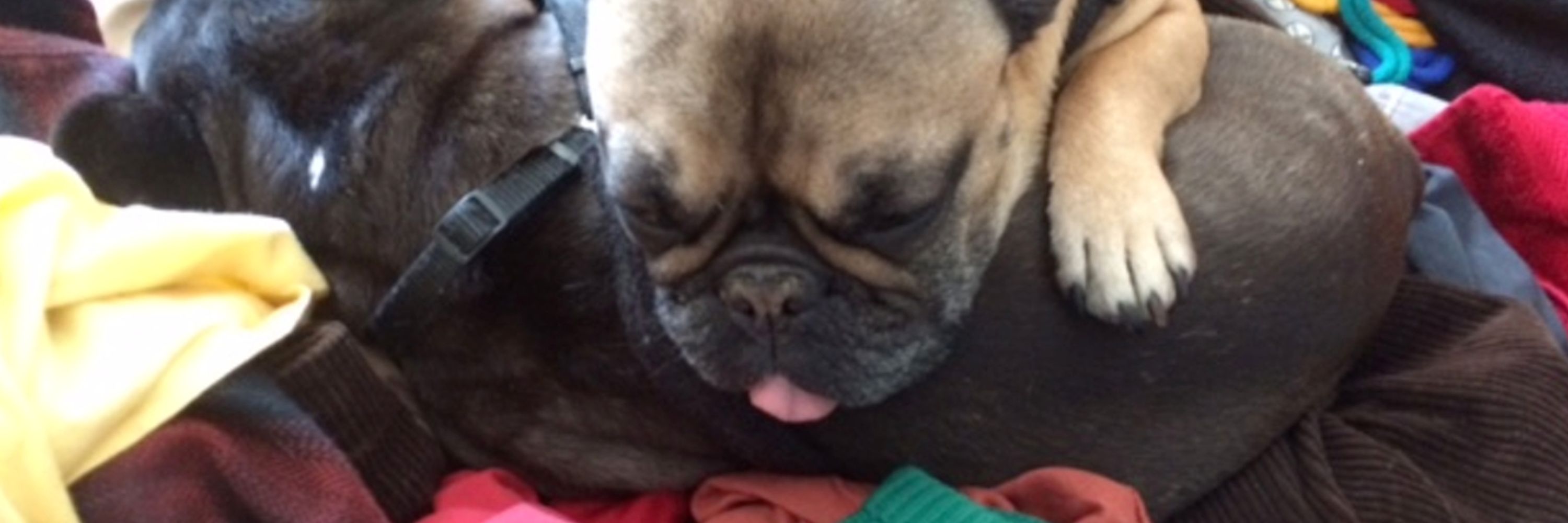 MrFrenchBulldog