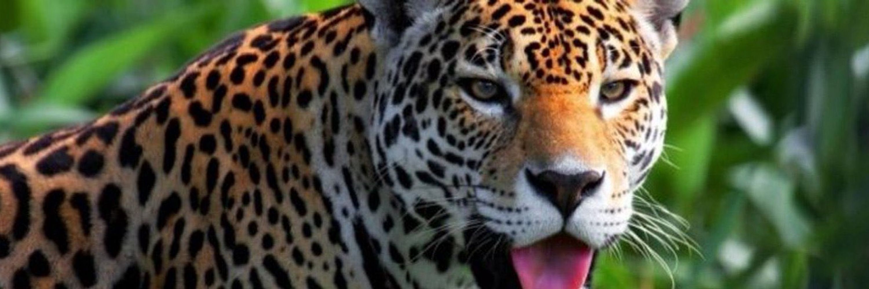 🐆
